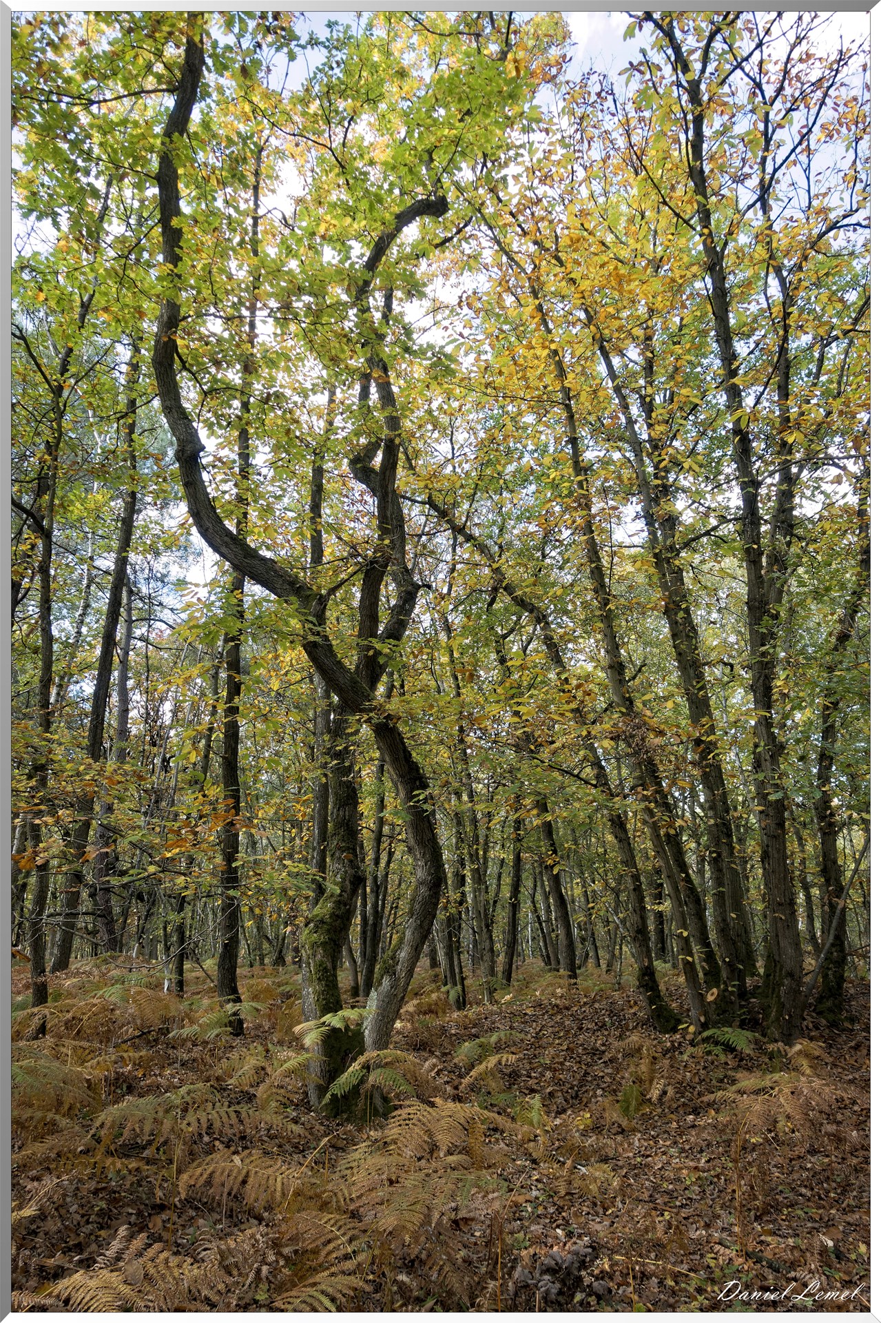 Bois de Brillehaut à l'Automne