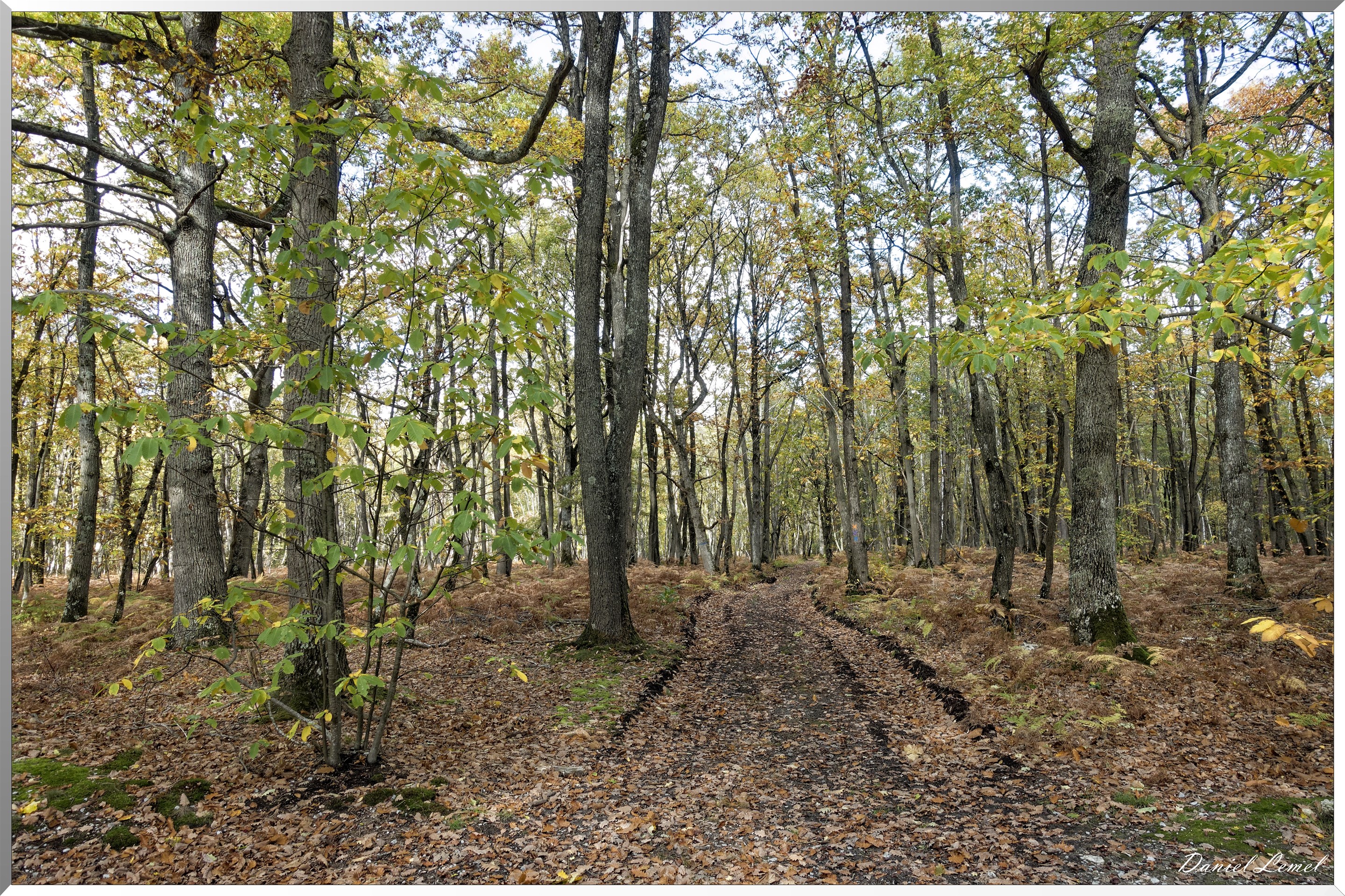 Bois de Brillehaut à l'Automne