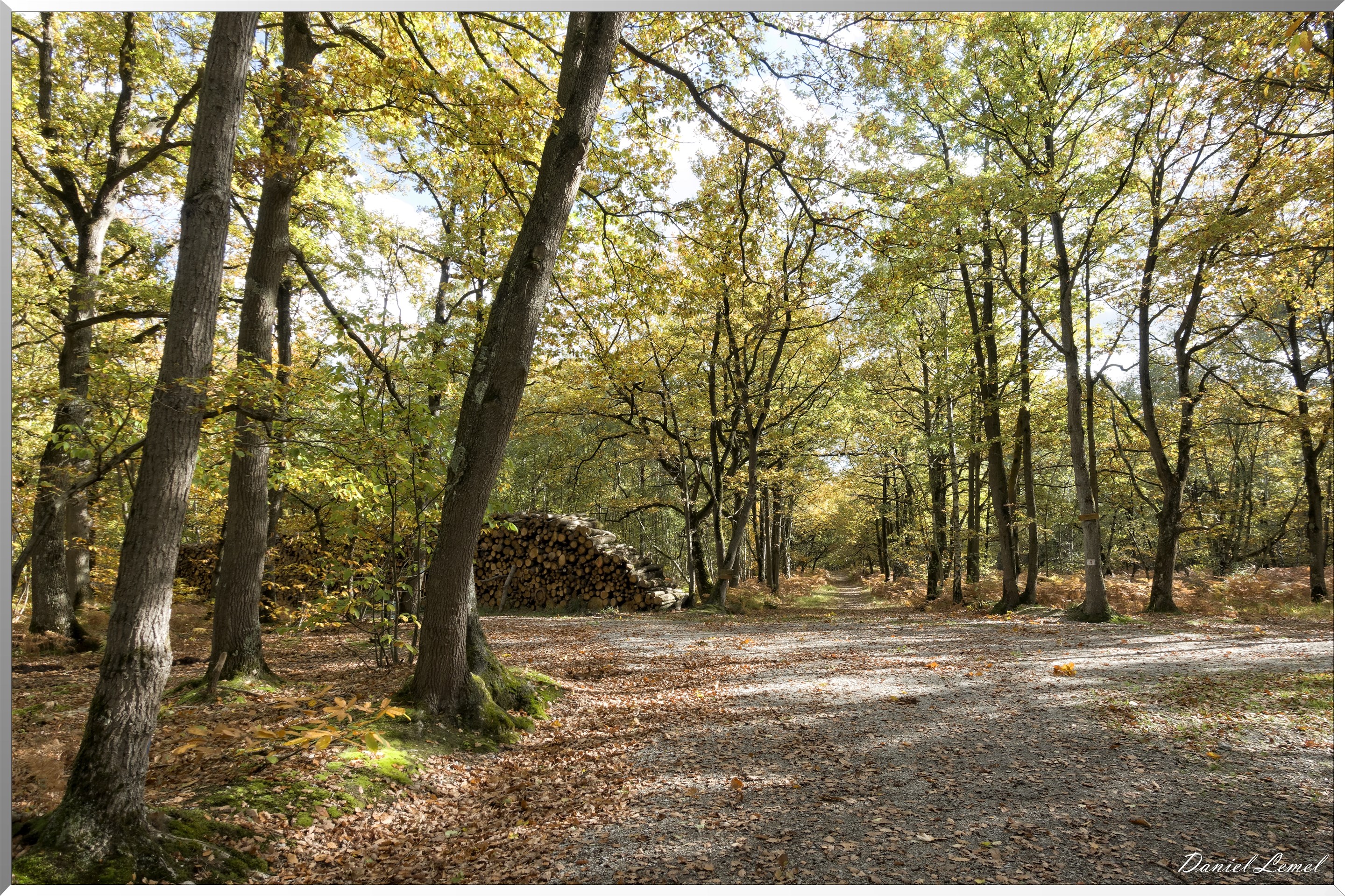 Bois de Brillehaut à l'Automne