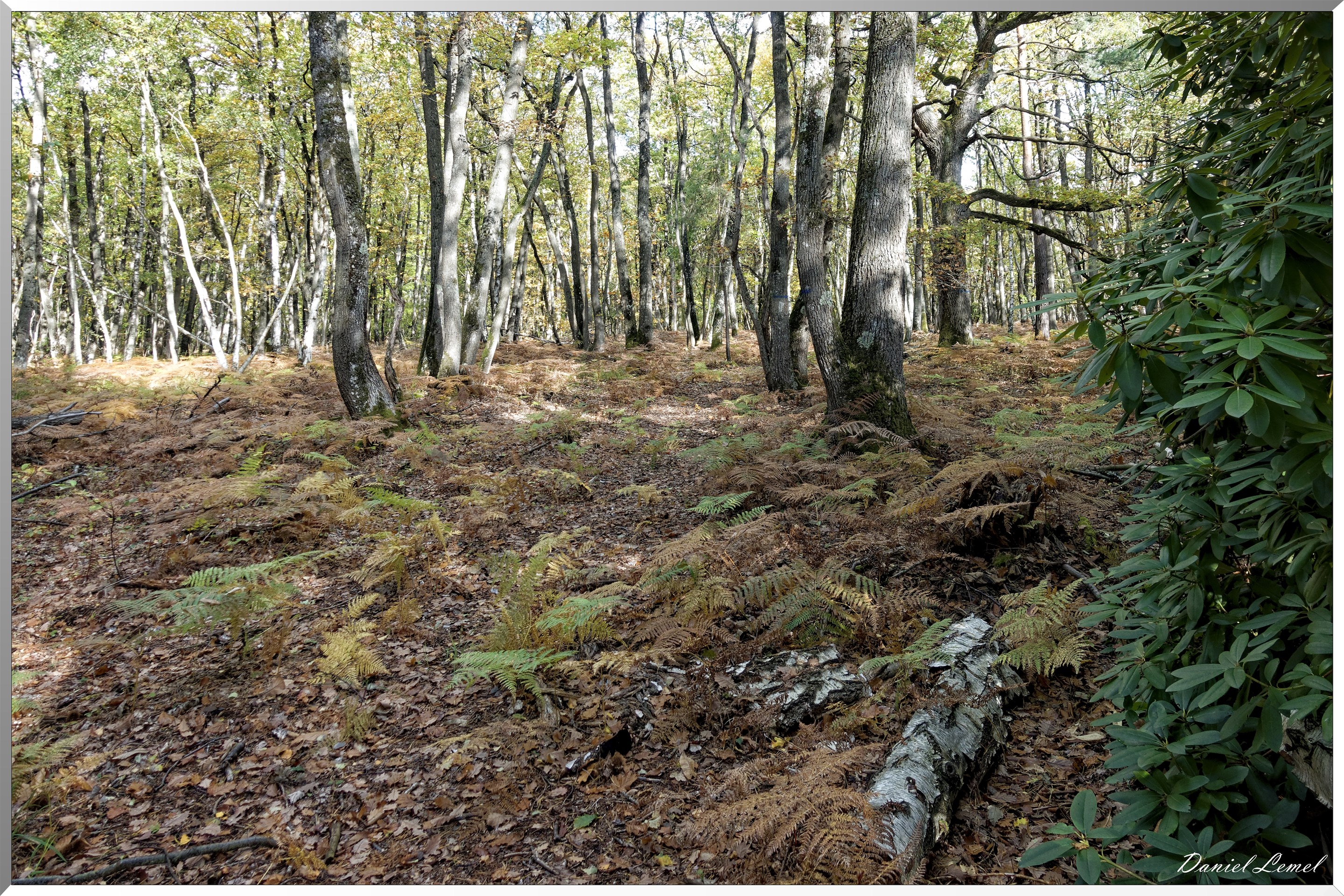 Bois de Brillehaut à l'Automne