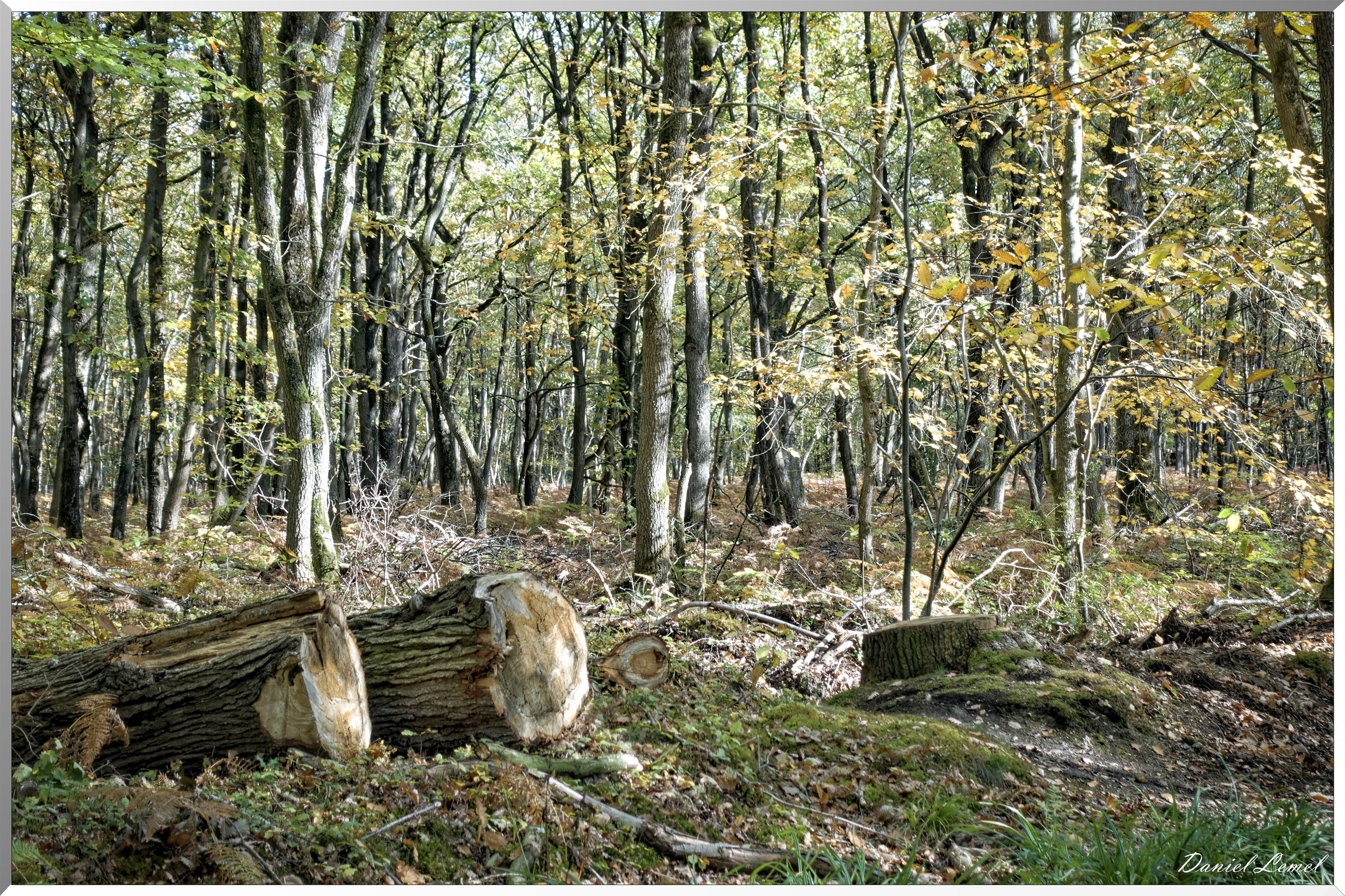 Bois de Brillehaut à l'Automne