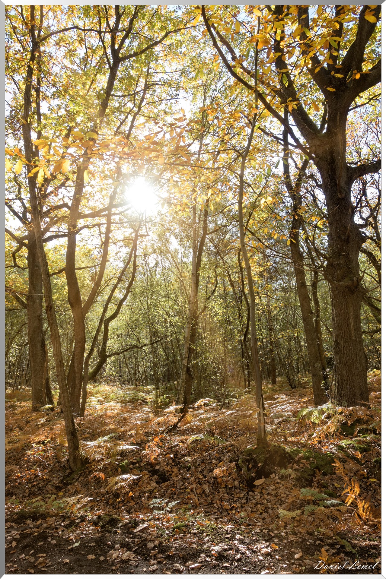 Bois de Brillehaut à l'Automne