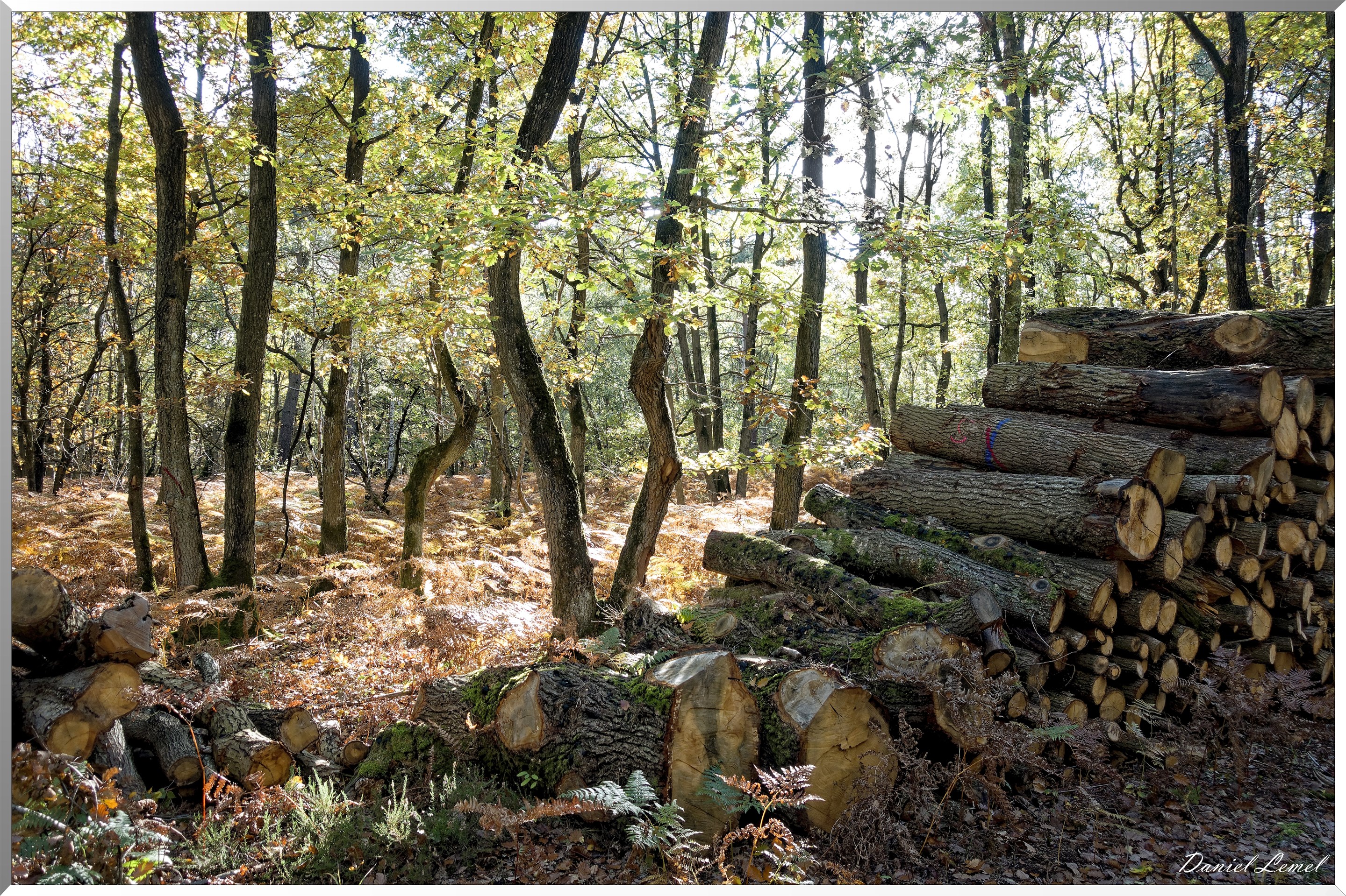 Bois de Brillehaut à l'Automne