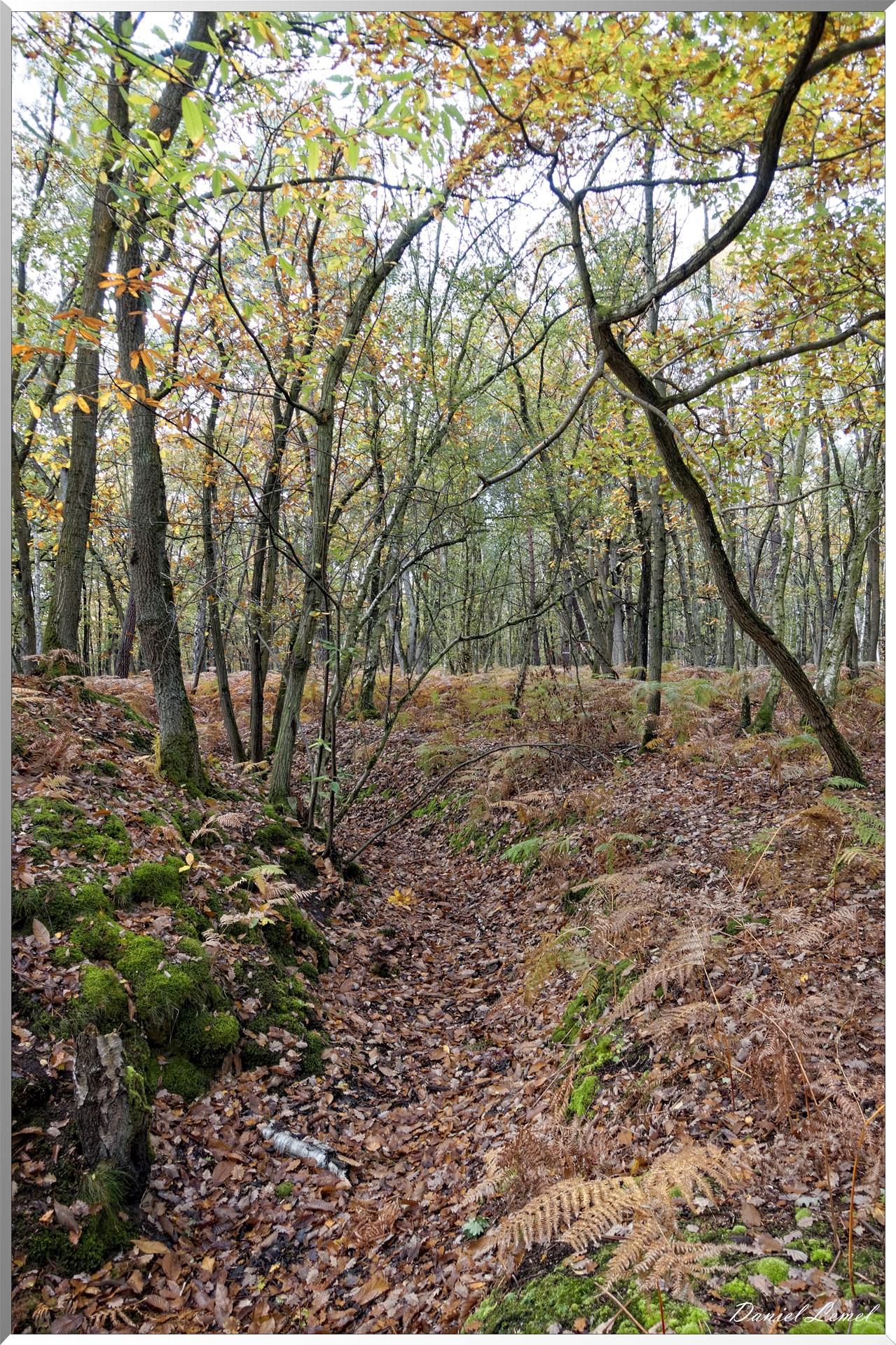 Bois de Brillehaut à l'Automne