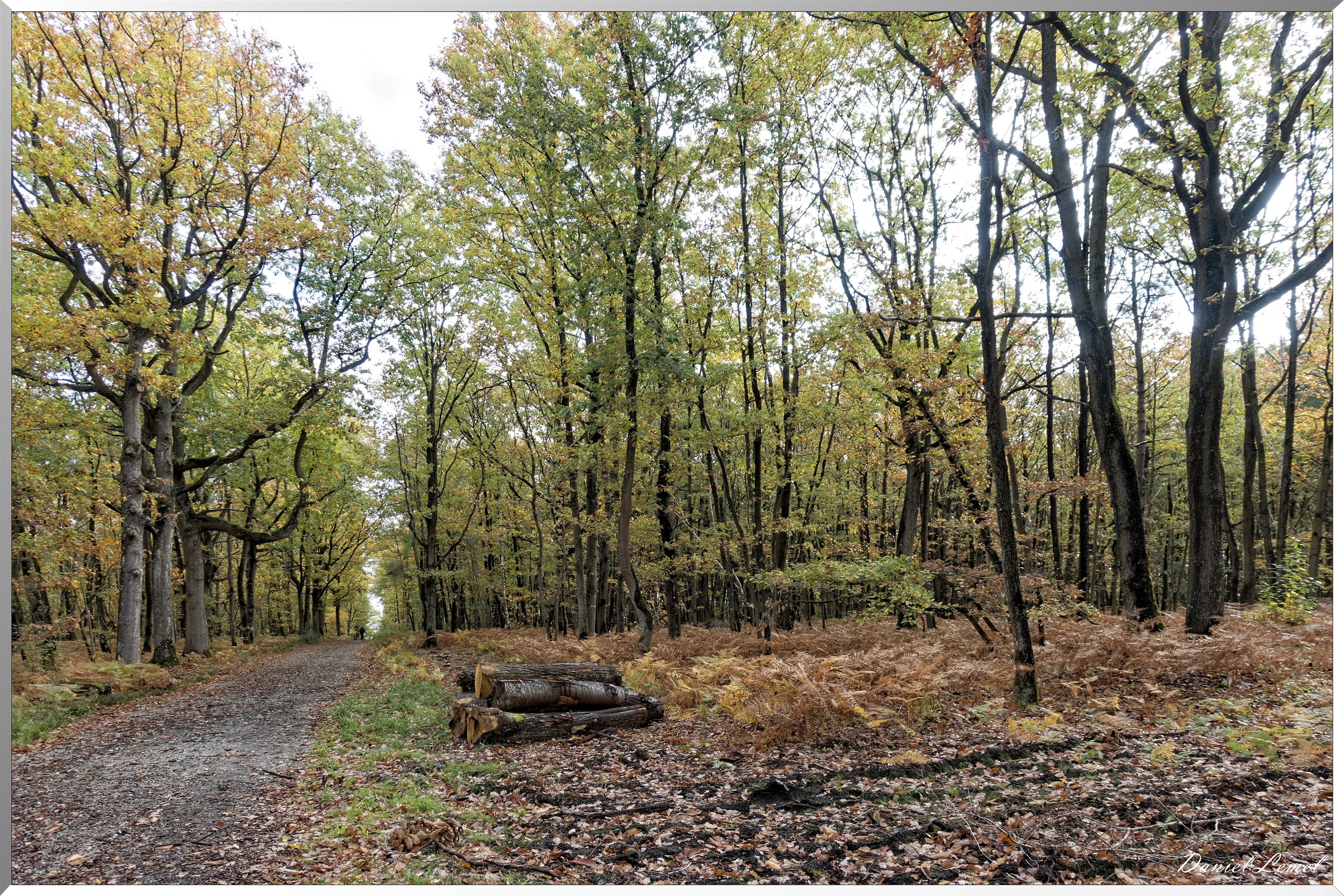 Bois de Brillehaut à l'Automne