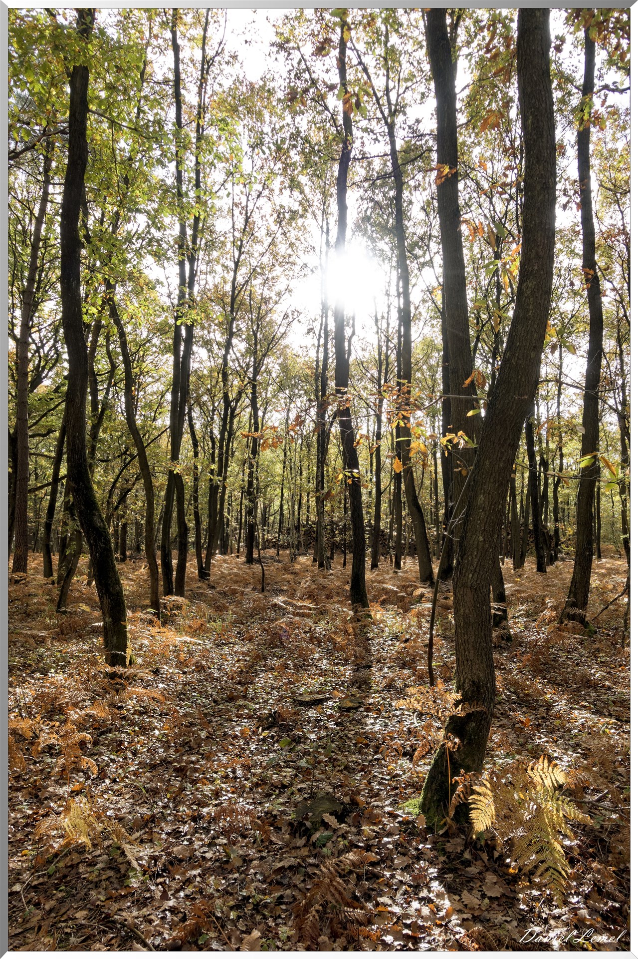 Bois de Brillehaut à l'Automne