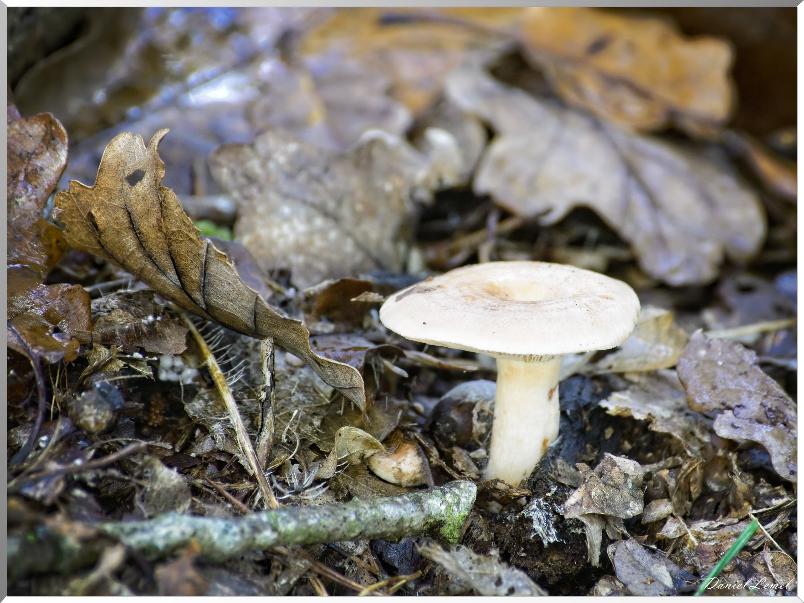 Bois de Brillehaut à l'Automne