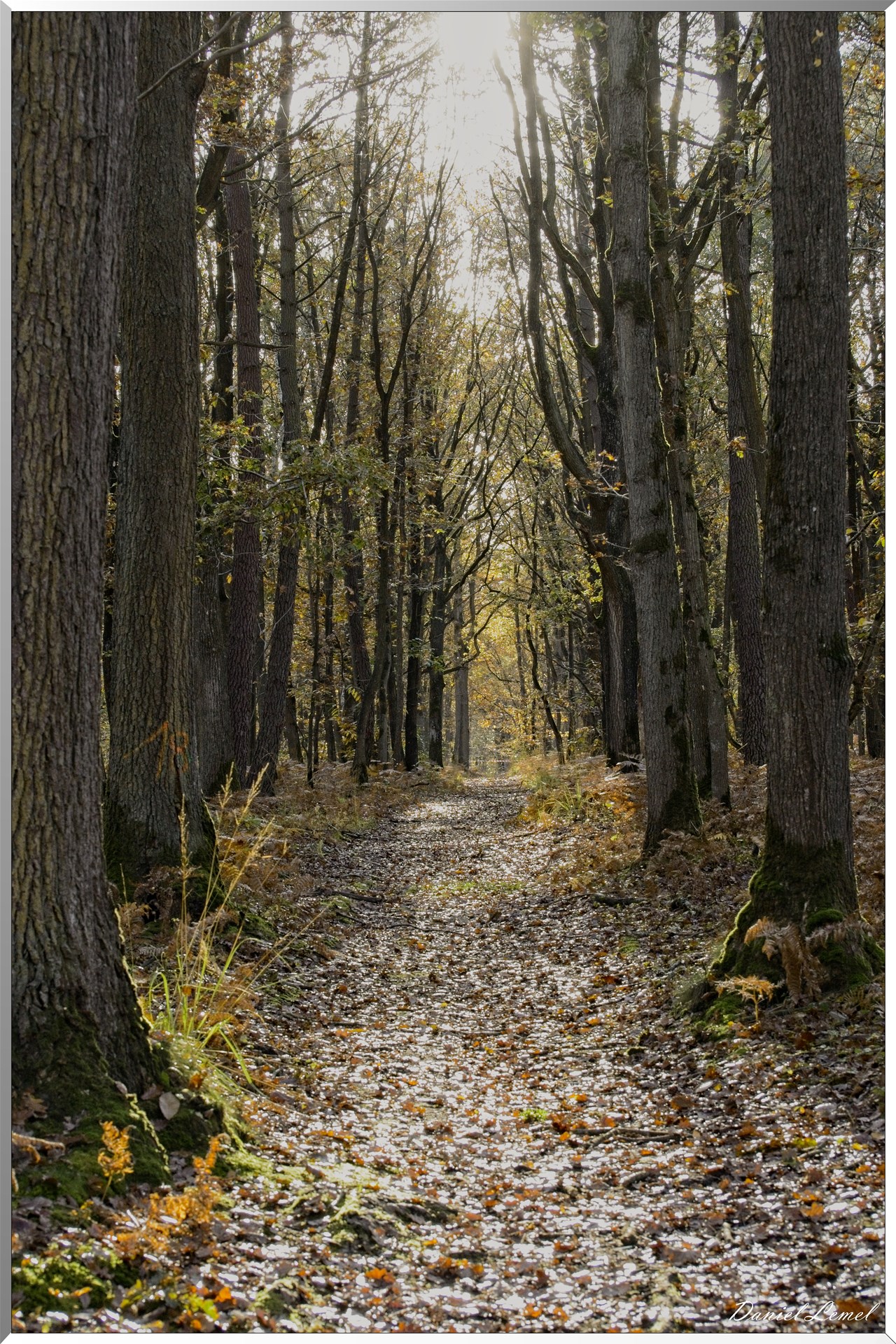 Bois de Brillehaut à l'Automne