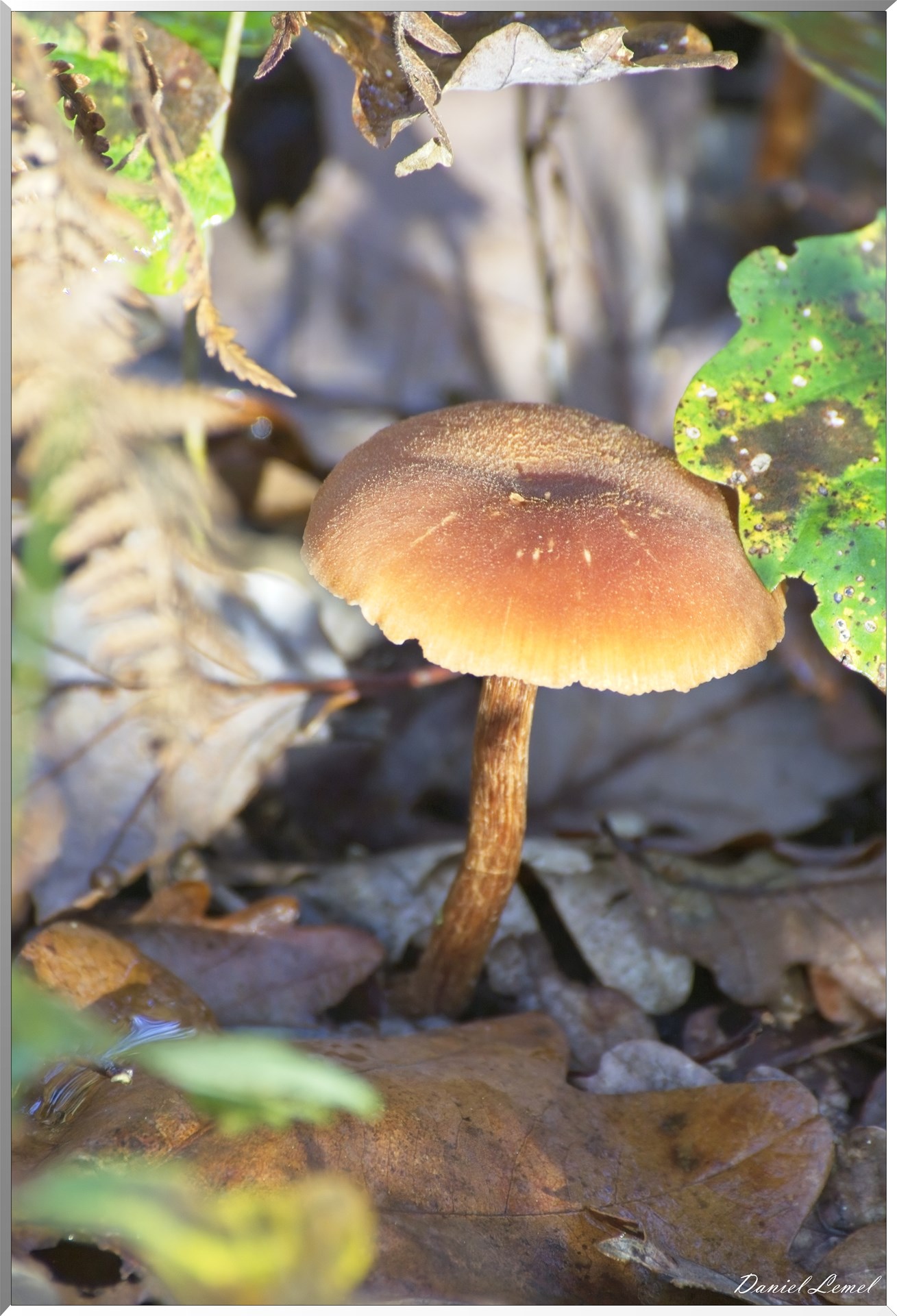 Bois de Brillehaut à l'Automne