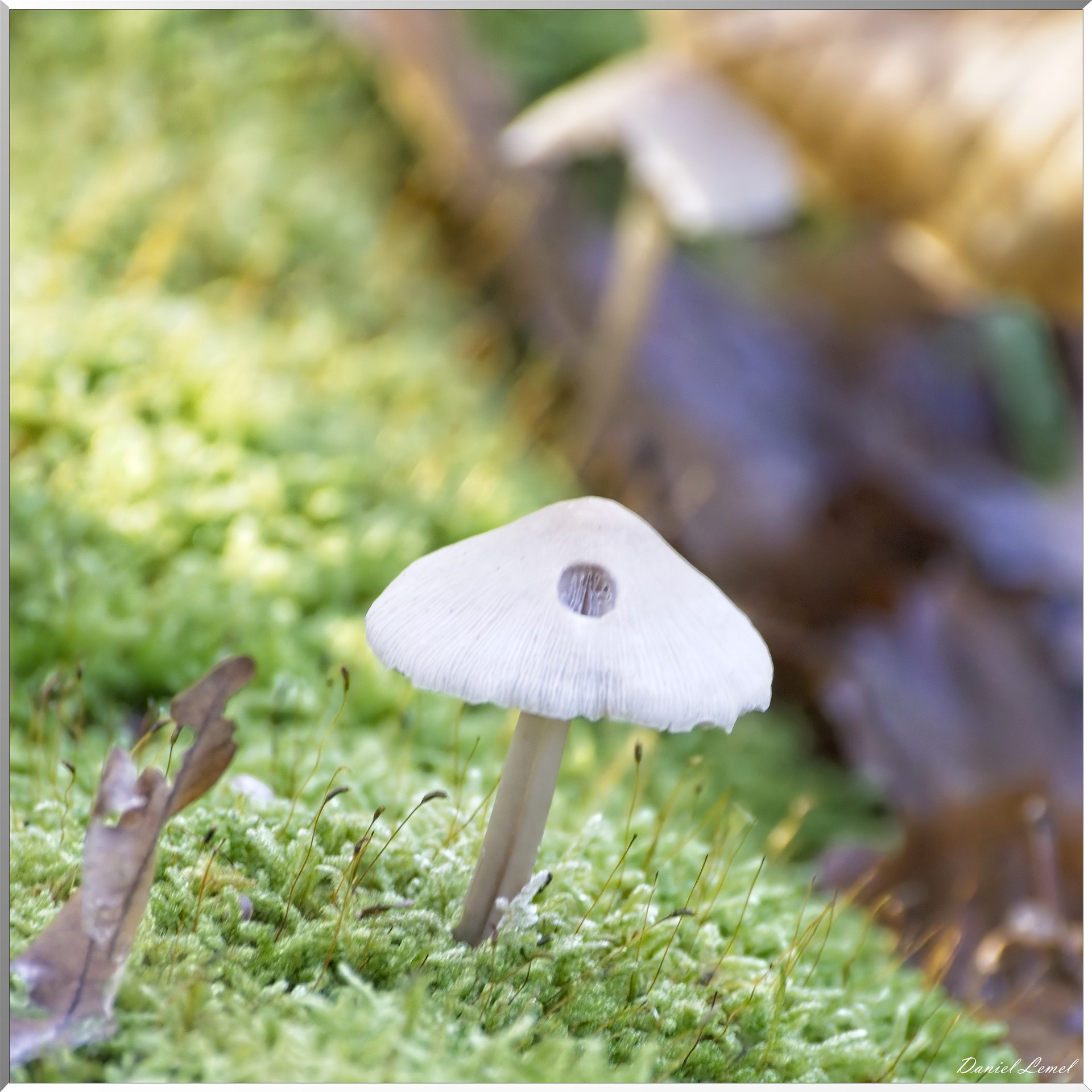 Bois de Brillehaut à l'Automne