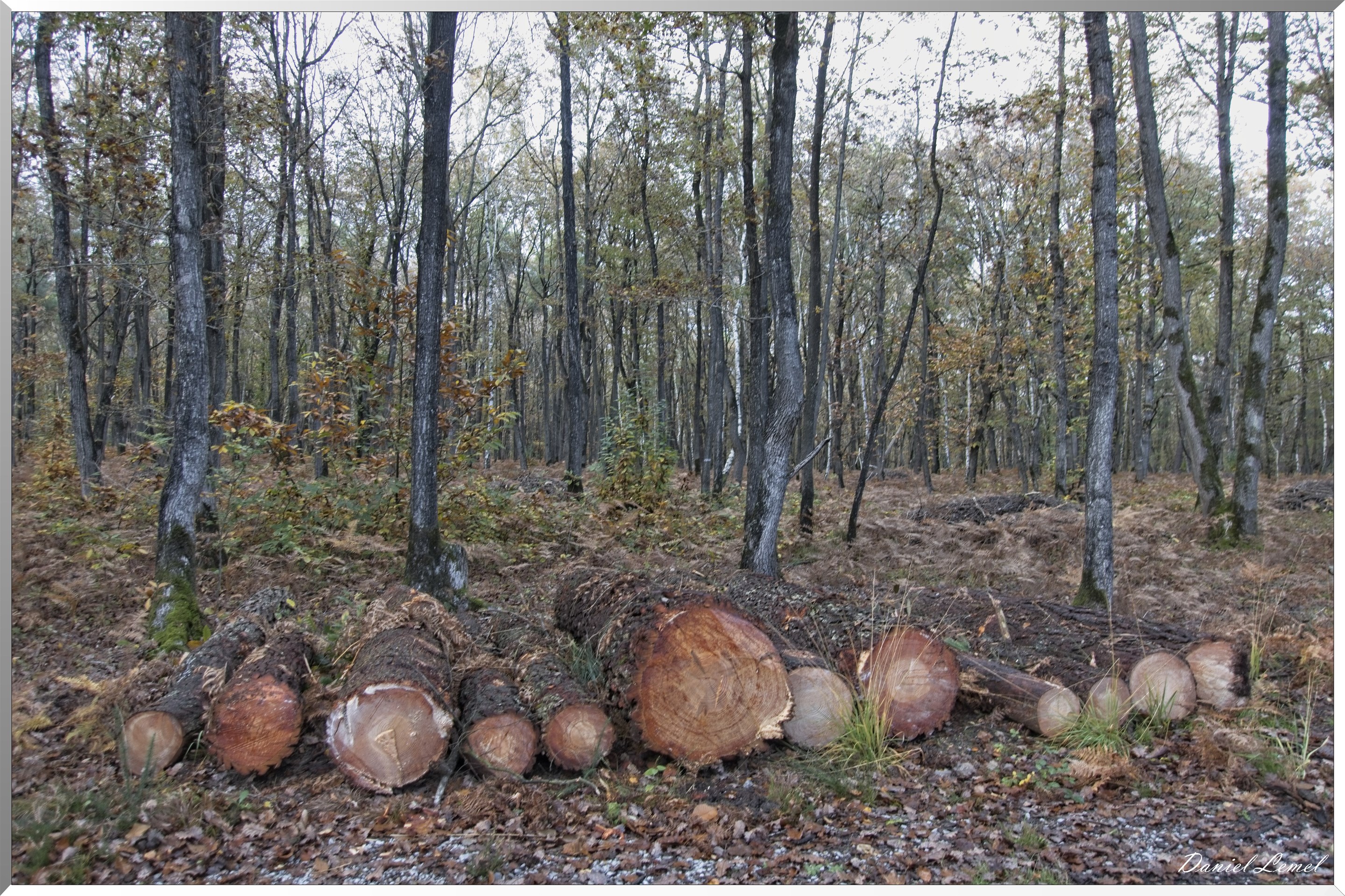 Bois de Brillehaut à l'Automne