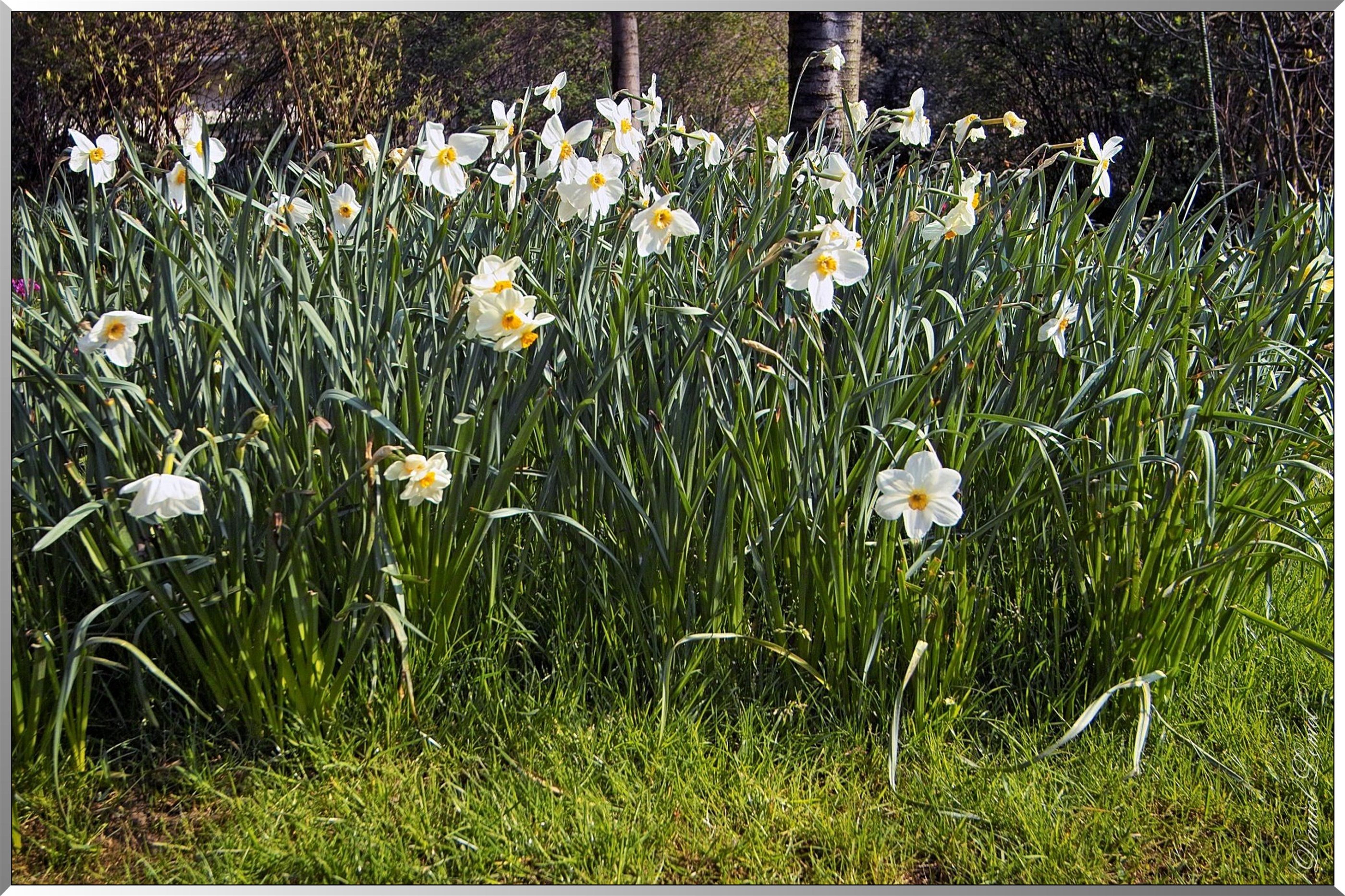 Giverny - la maison de Claude monet - 30 Mai 2004