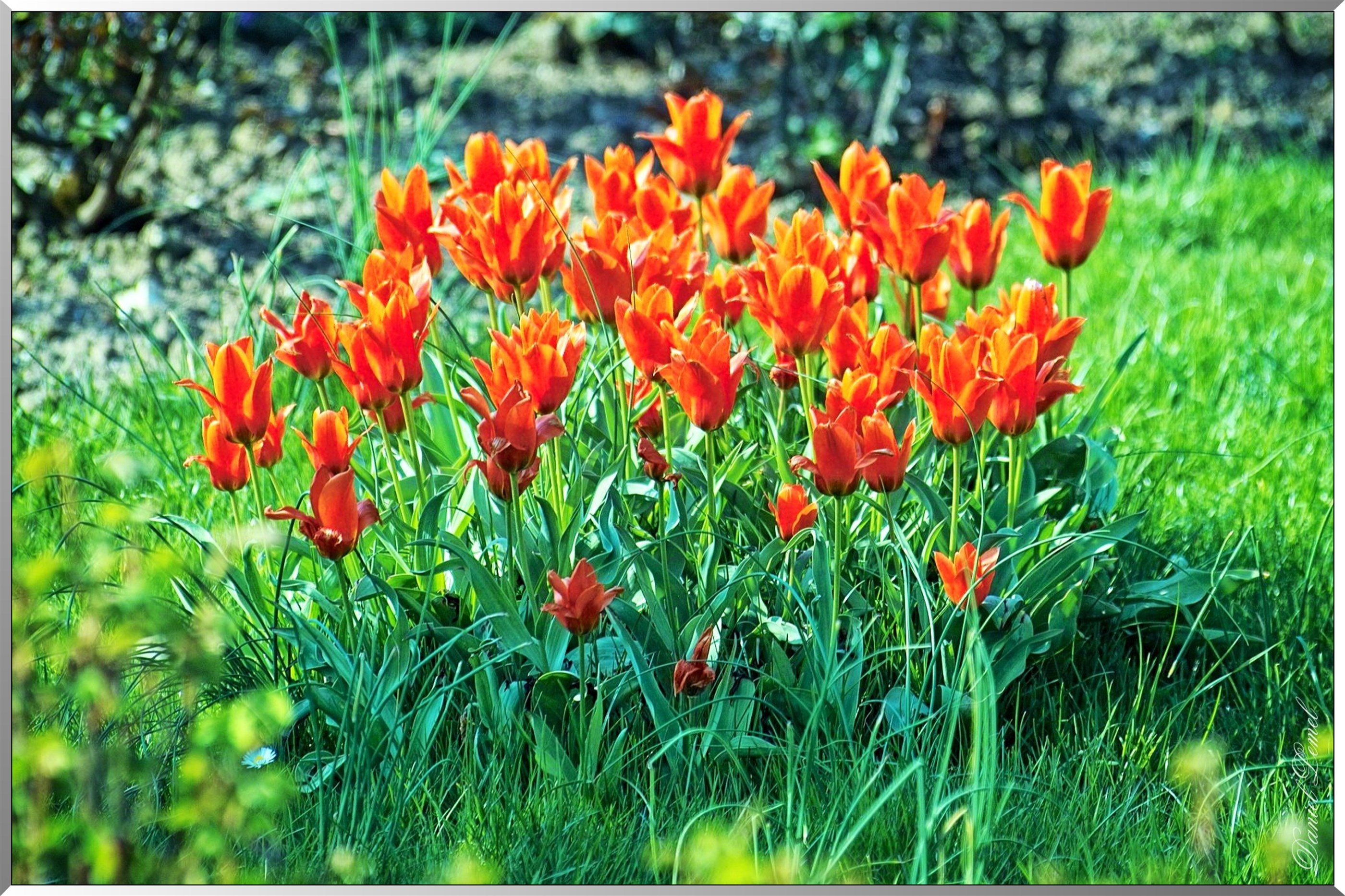 Giverny - la maison de Claude monet - 30 Mai 2004