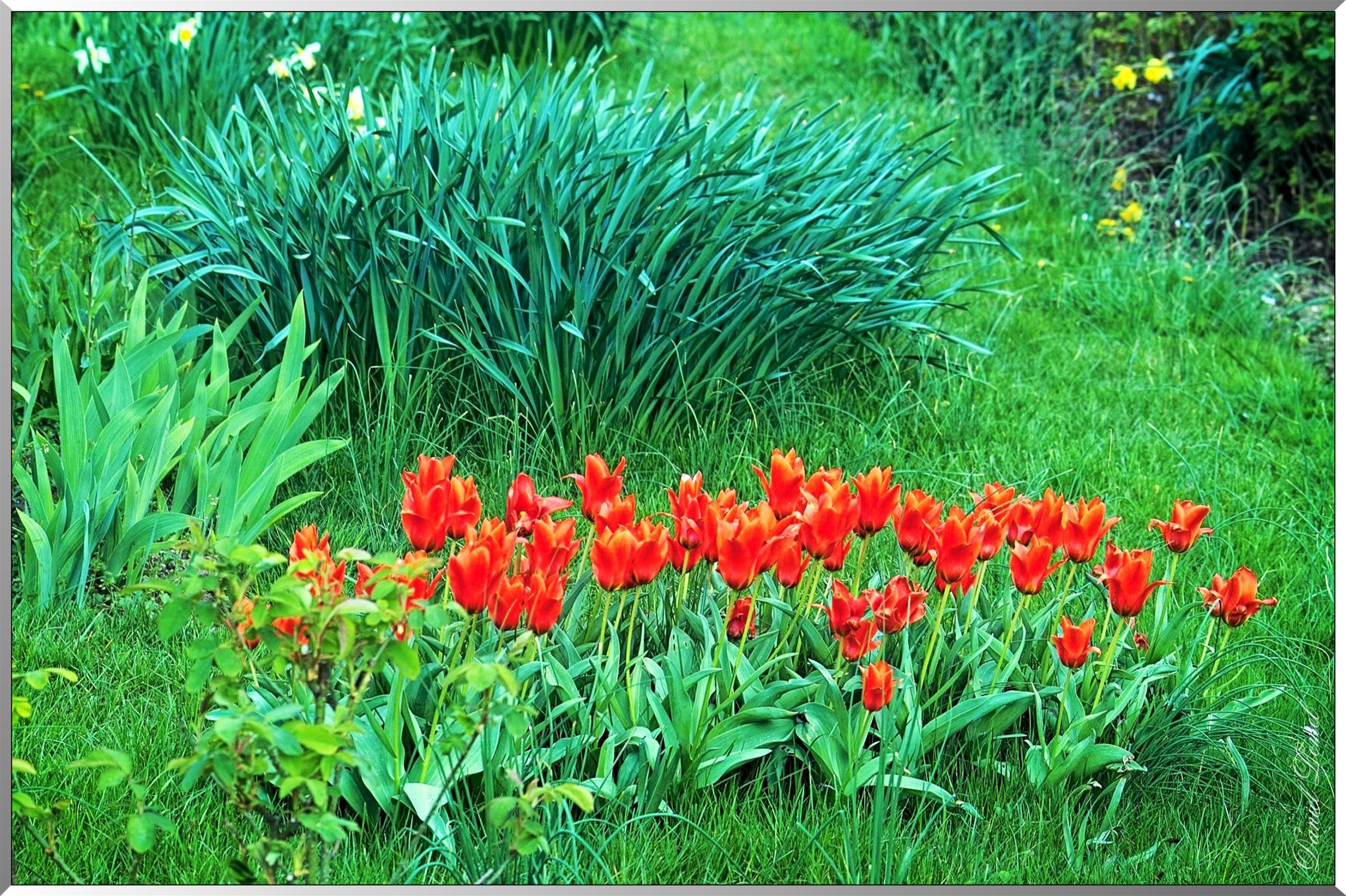 Giverny - la maison de Claude monet - 30 Mai 2004