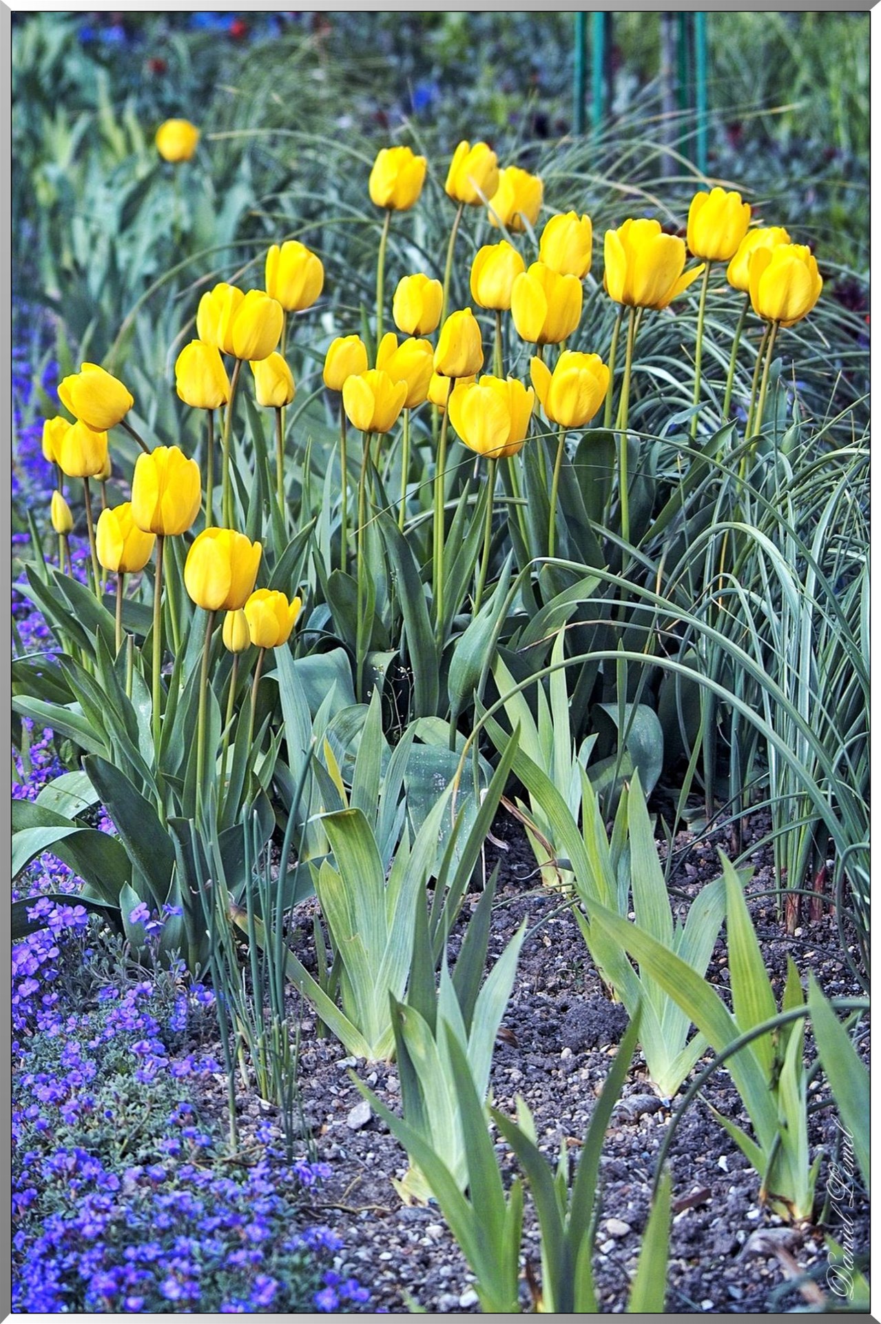 Giverny - la maison de Claude monet - 30 Mai 2004