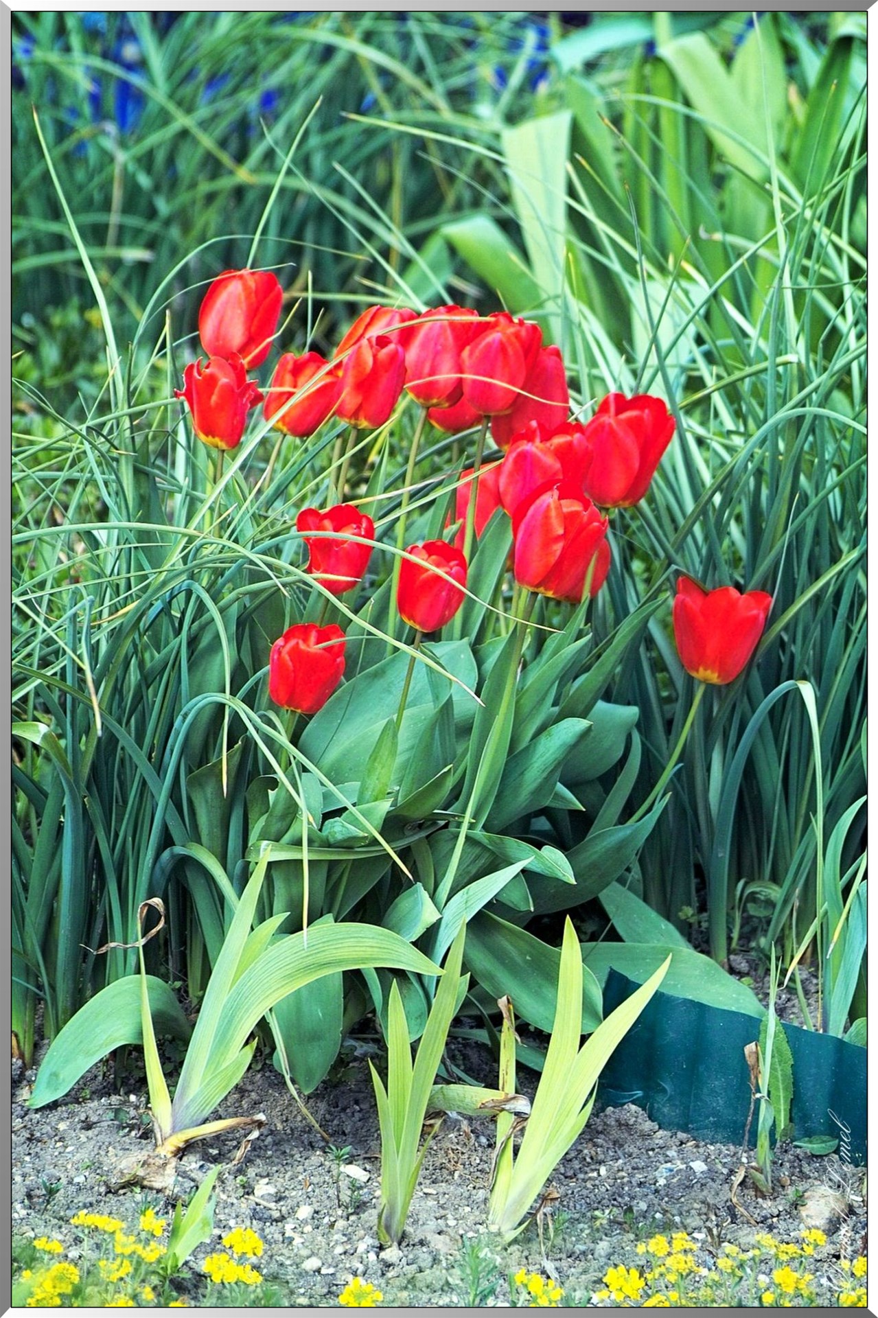 Giverny - la maison de Claude monet - 30 Mai 2004