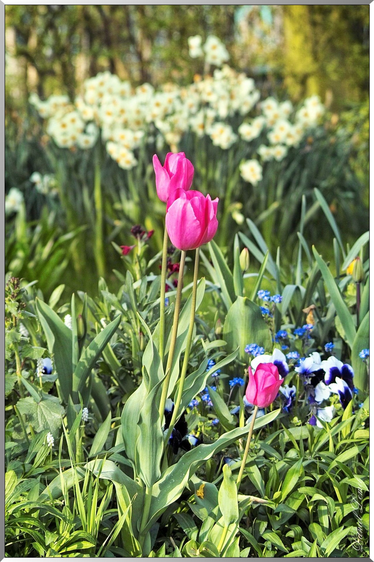 Giverny - la maison de Claude monet - 30 Mai 2004