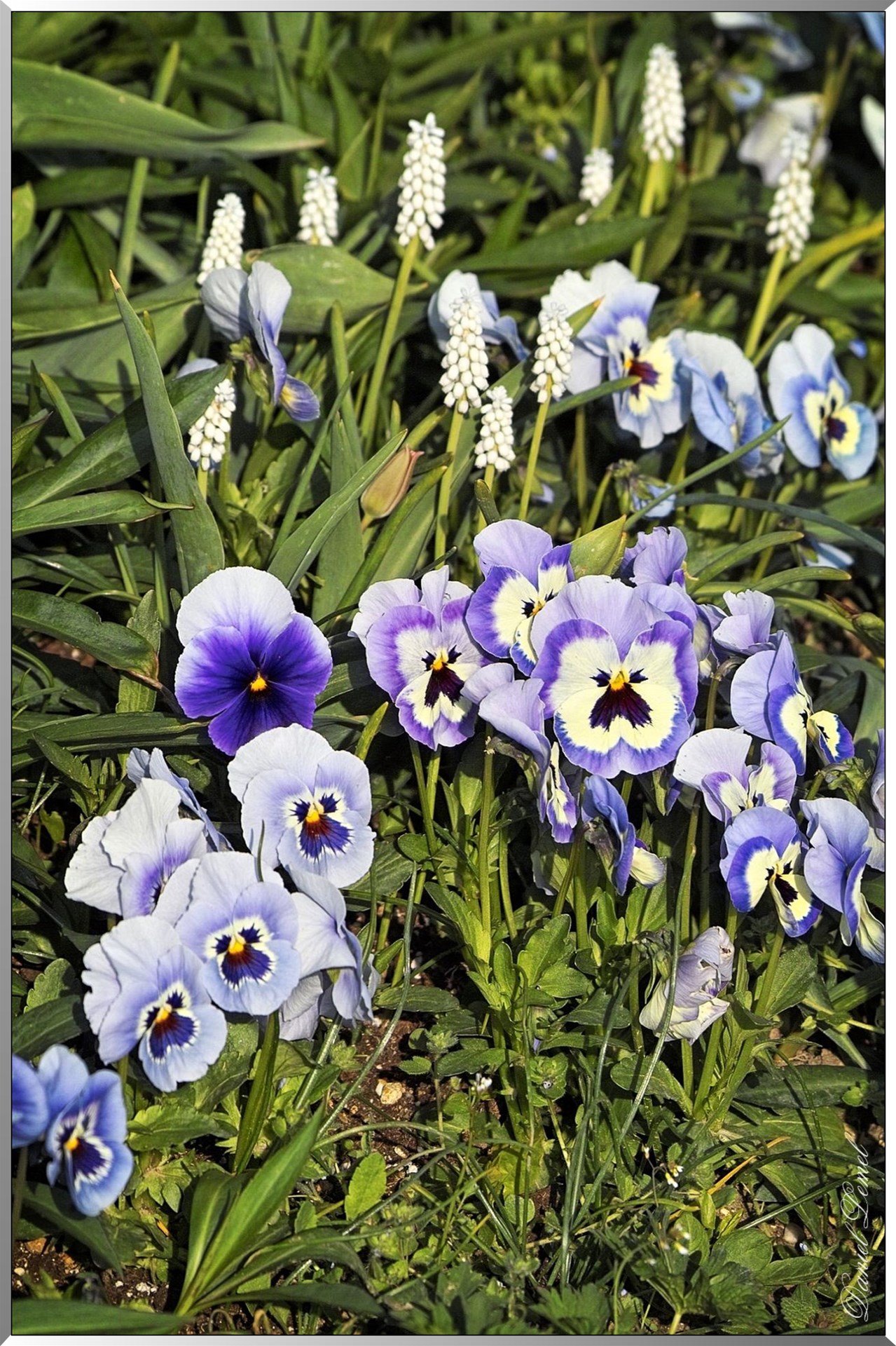 Giverny - la maison de Claude monet - 30 Mai 2004