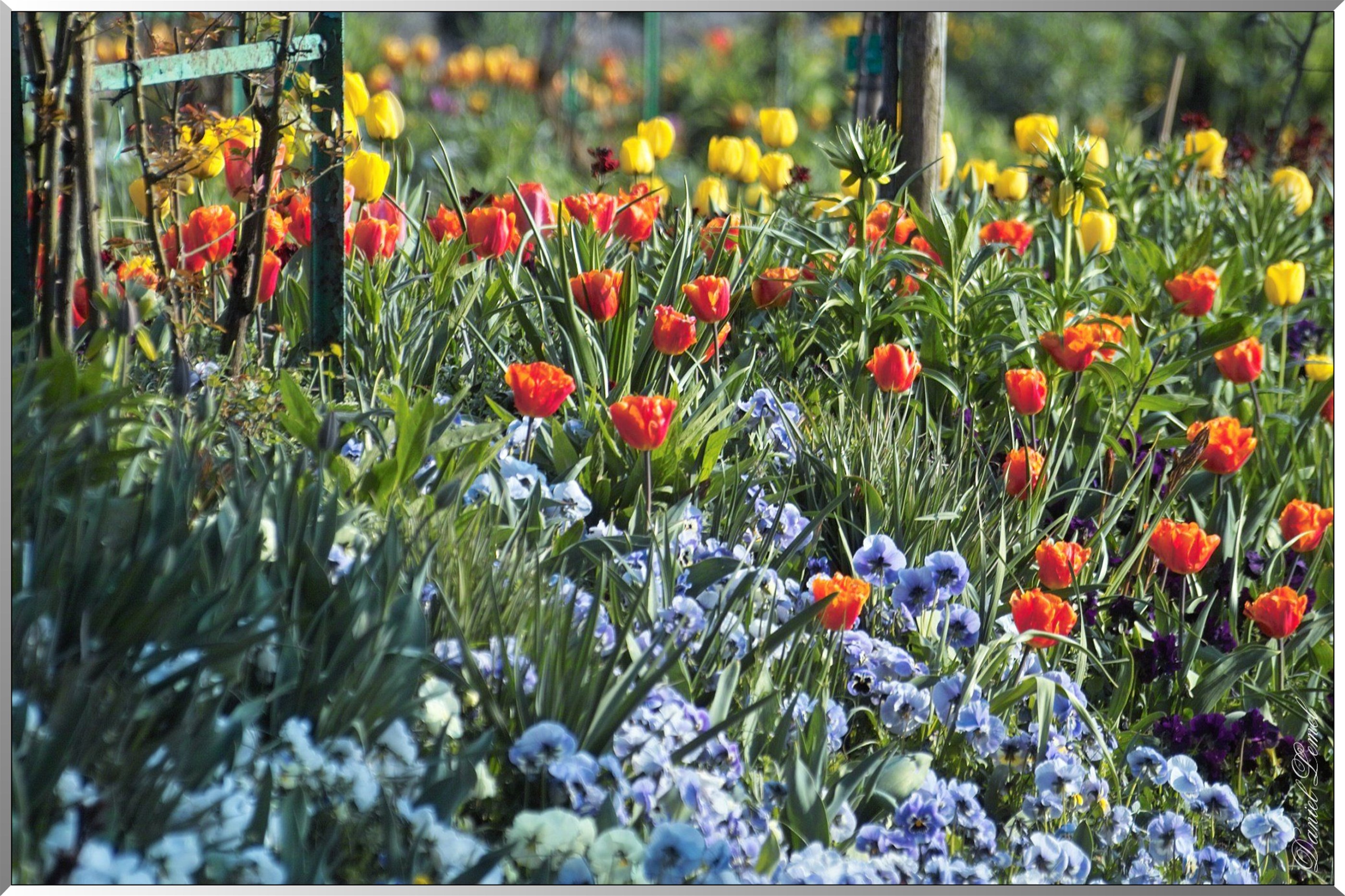 Giverny - la maison de Claude monet - 30 Mai 2004