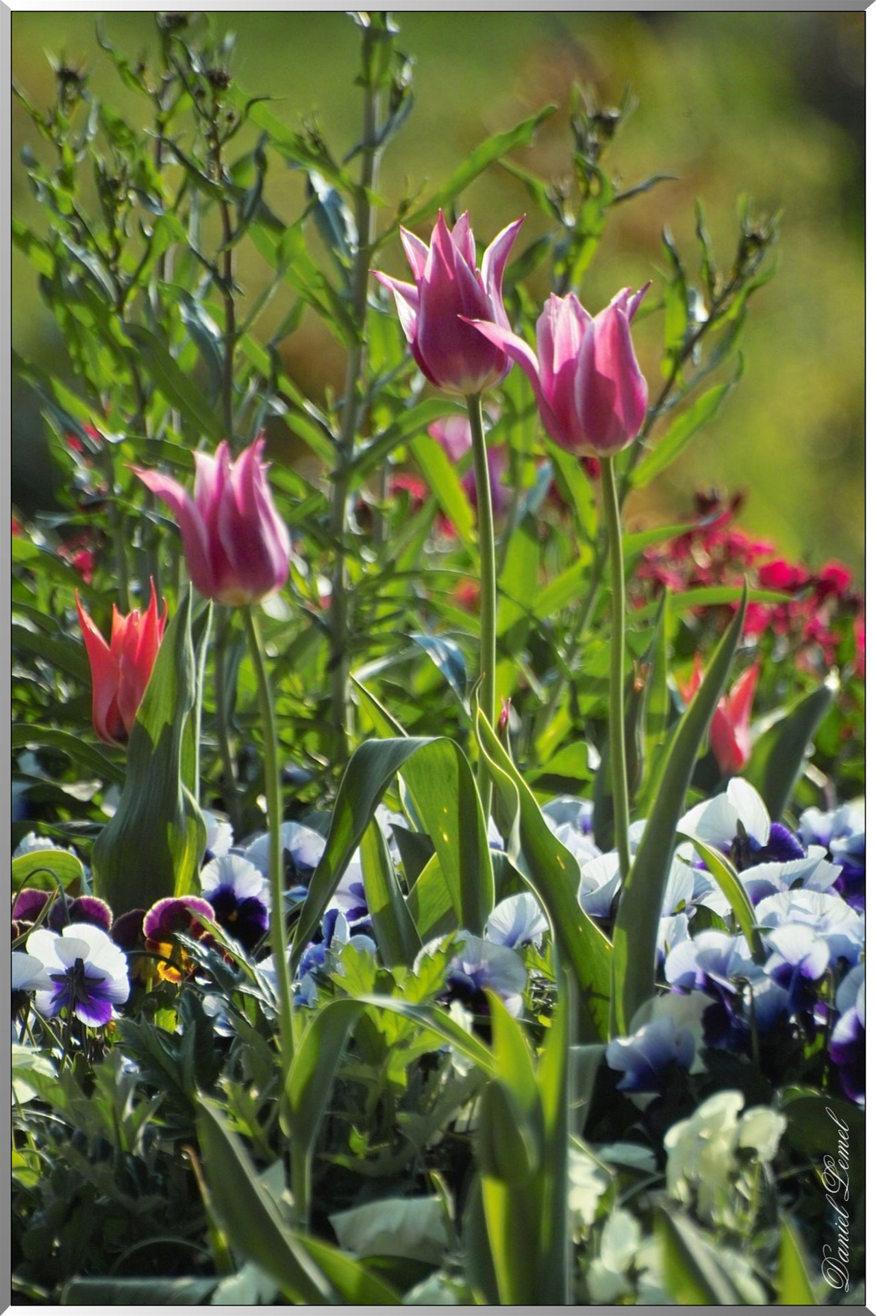 Giverny - la maison de Claude monet - 30 Mai 2004