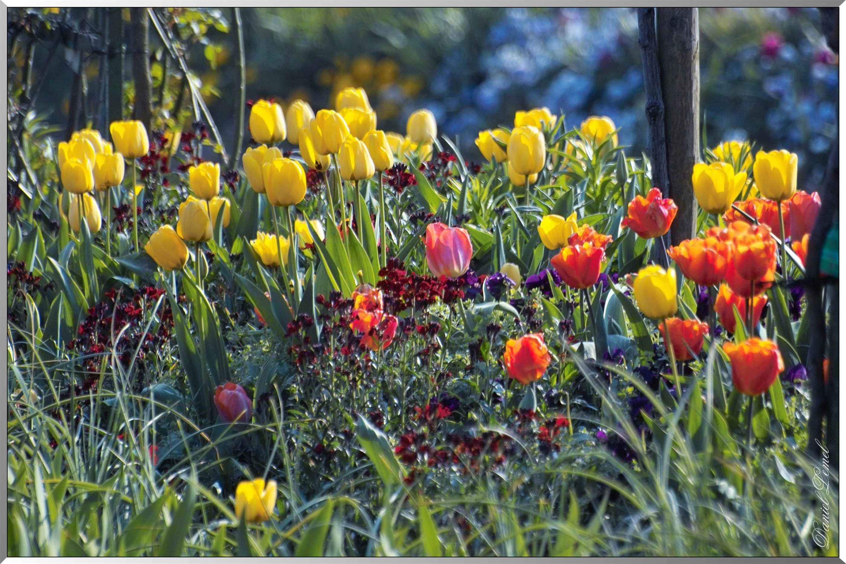 Giverny - la maison de Claude monet - 30 Mai 2004