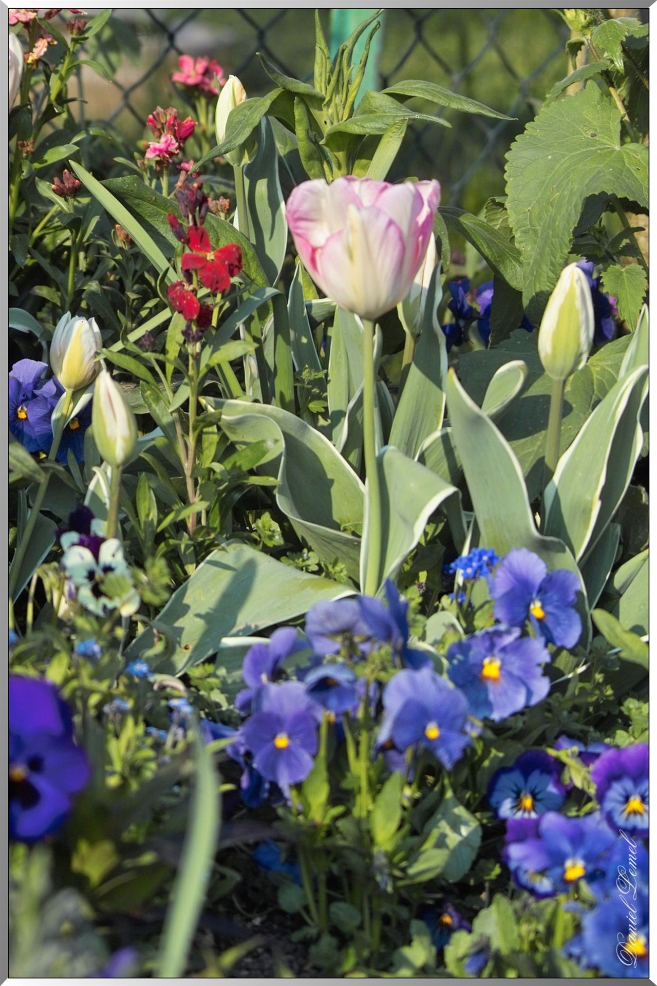 Giverny - la maison de Claude monet - 30 Mai 2004