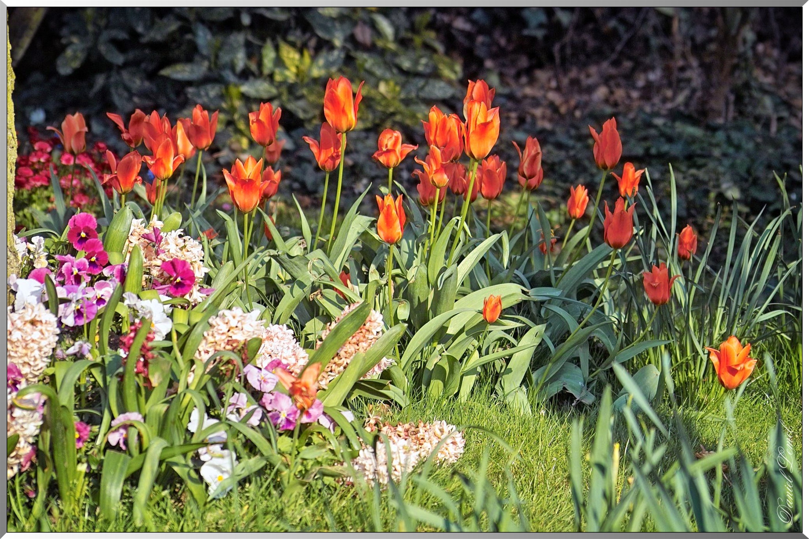 Giverny - la maison de Claude monet - 30 Mai 2004