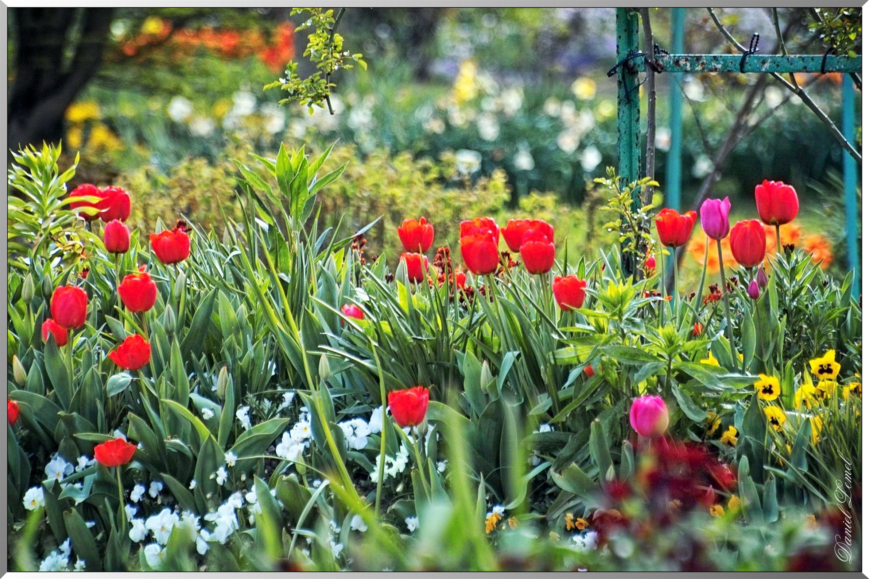 Giverny - la maison de Claude monet - 30 Mai 2004