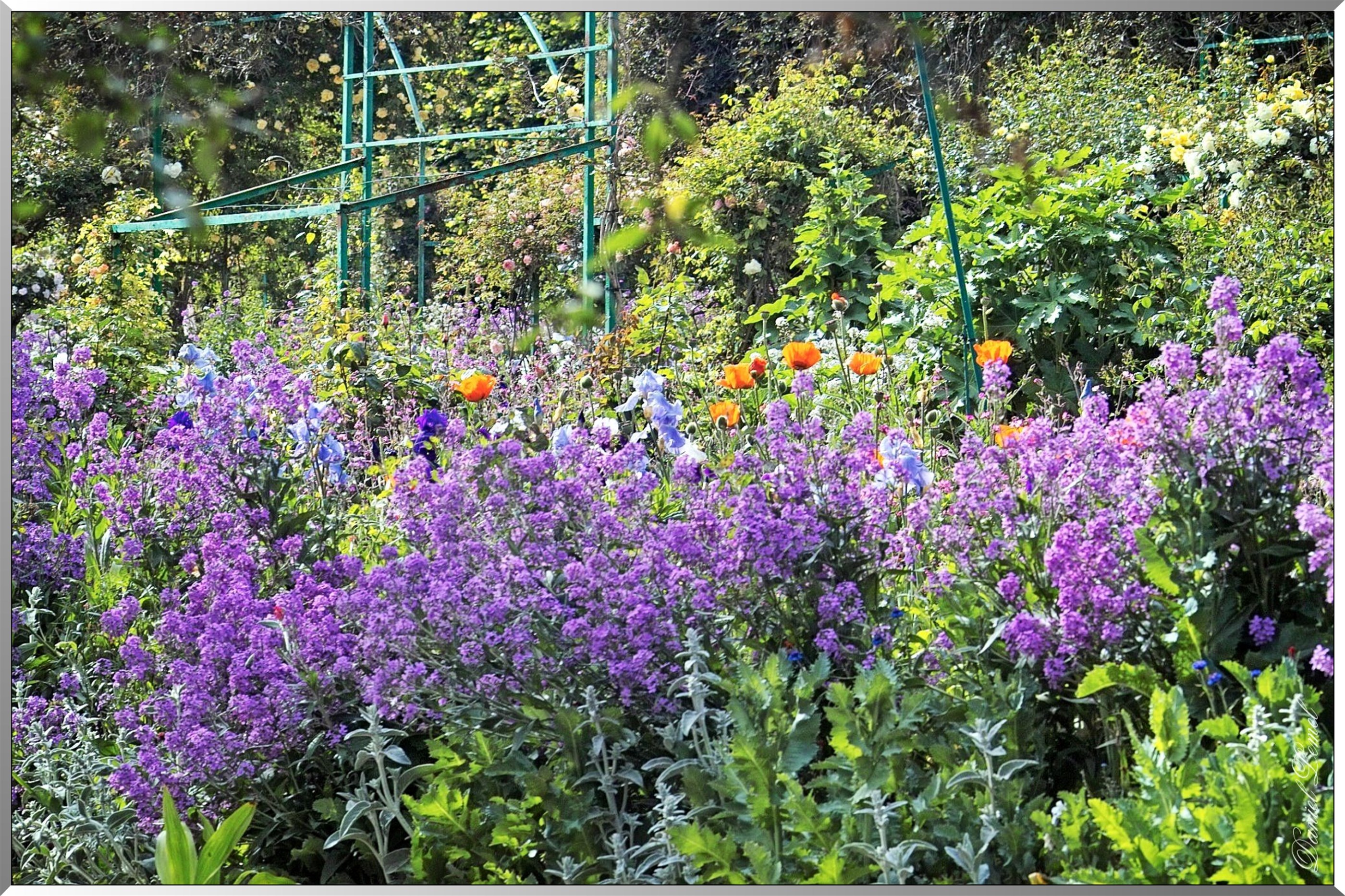 Giverny - la maison de Claude monet - 30 Mai 2004