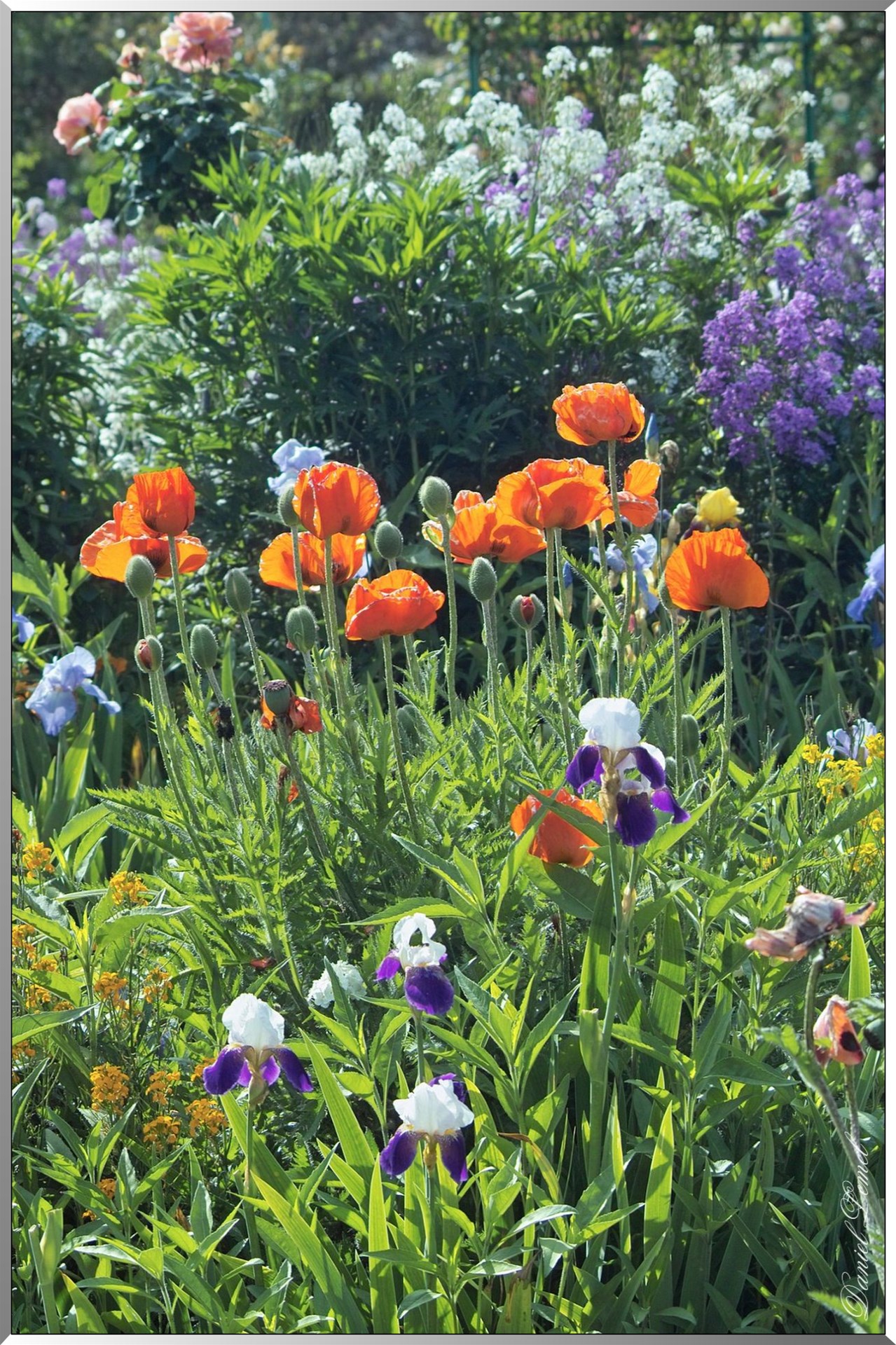 Giverny - la maison de Claude monet - 30 Mai 2004