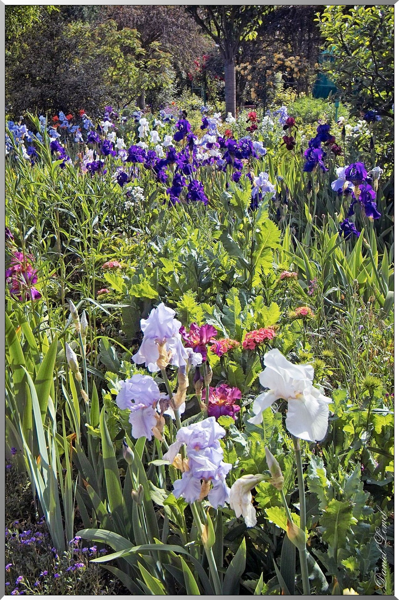 Giverny - la maison de Claude monet - 30 Mai 2004