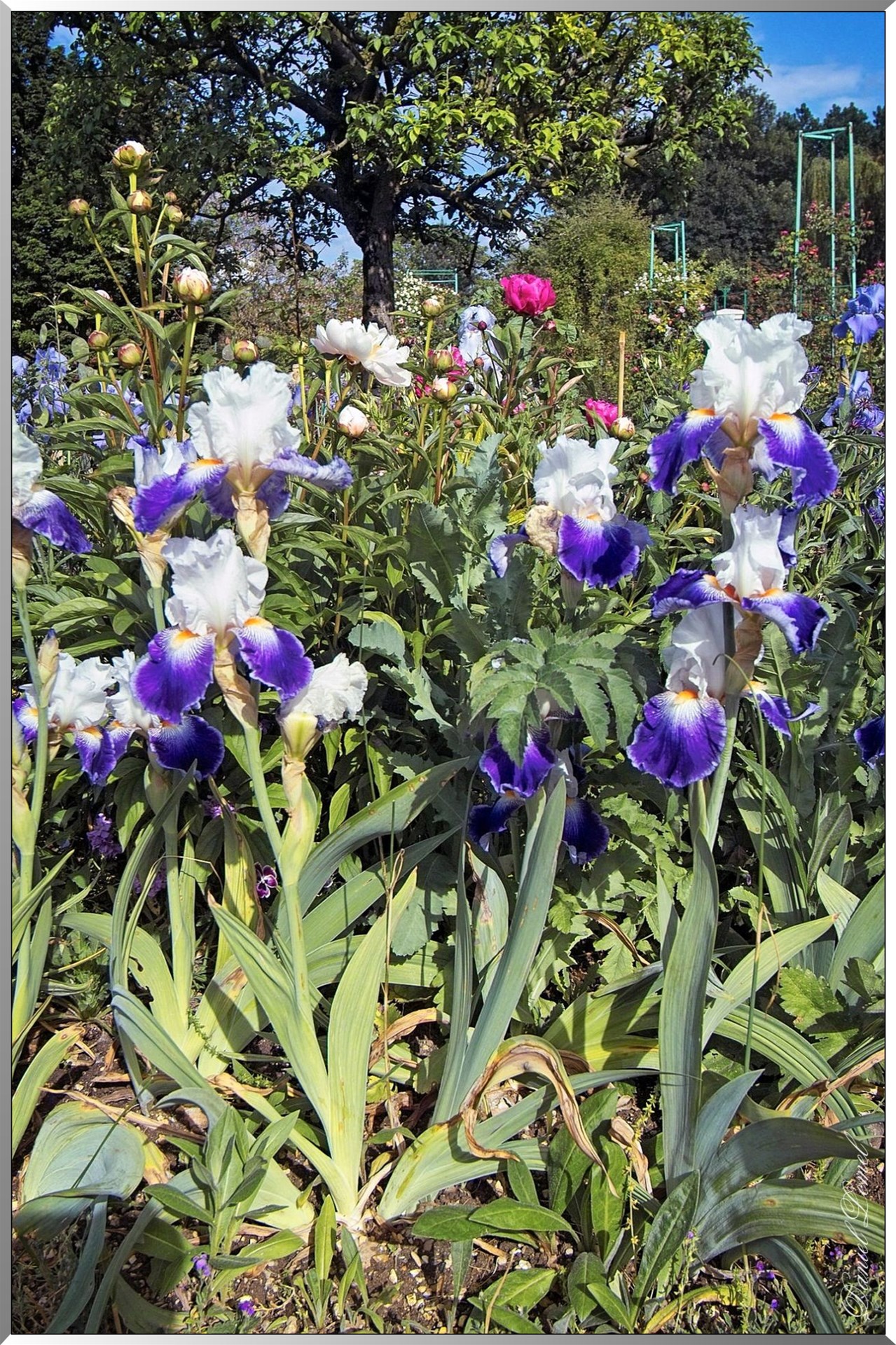 Giverny - la maison de Claude monet - 30 Mai 2004