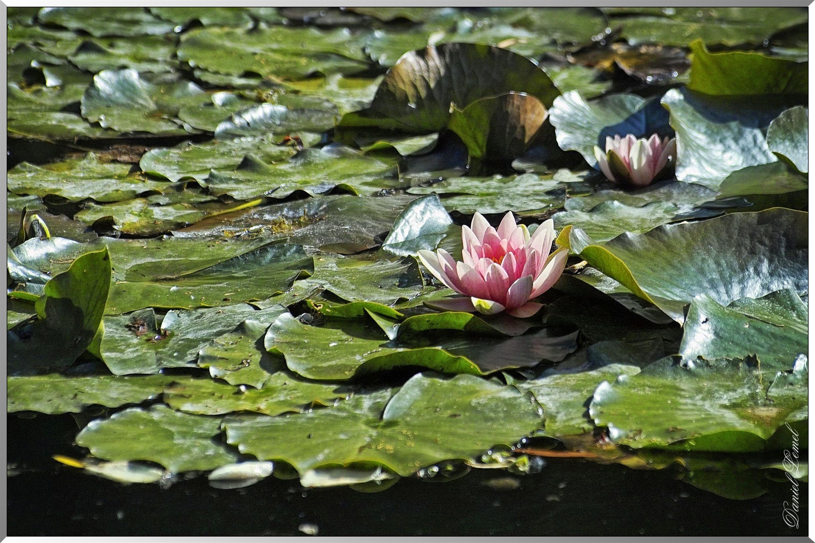 Giverny - la maison de Claude monet - 30 Mai 2004