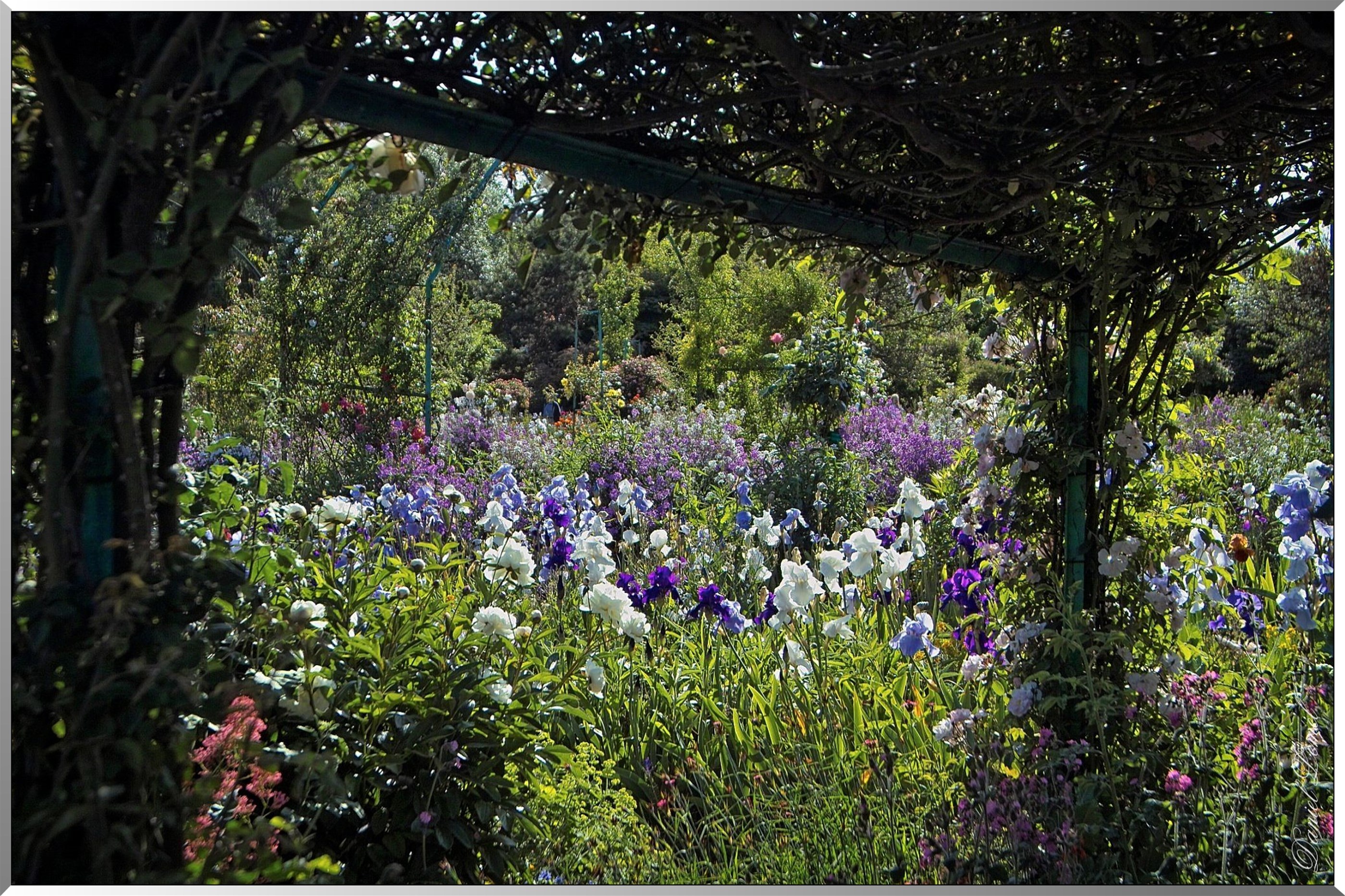 Giverny - la maison de Claude monet - 30 Mai 2004