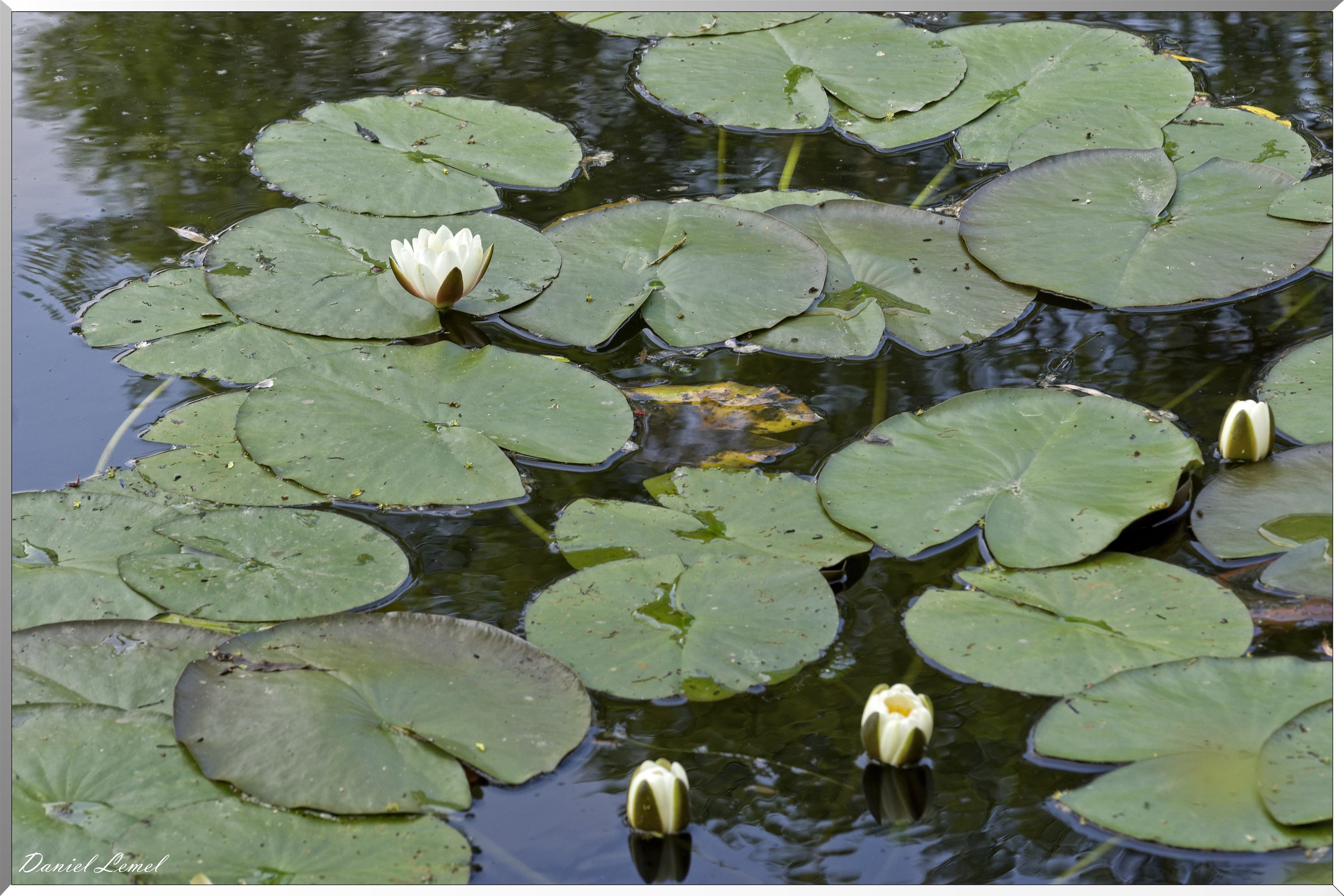 Giverny - la maison de Claude monet - 23 Mai 2018
