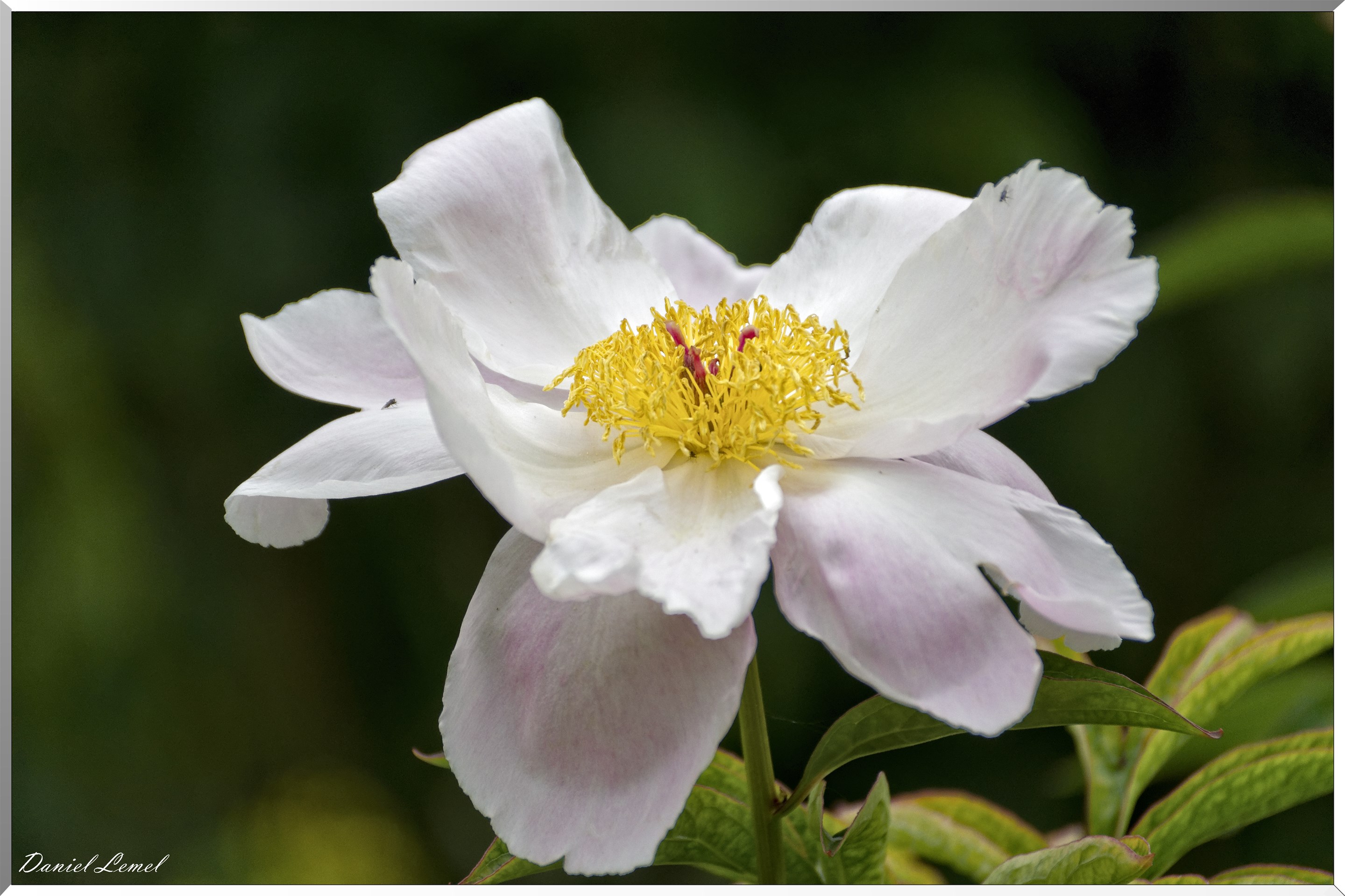 Giverny - la maison de Claude monet - 23 Mai 2018