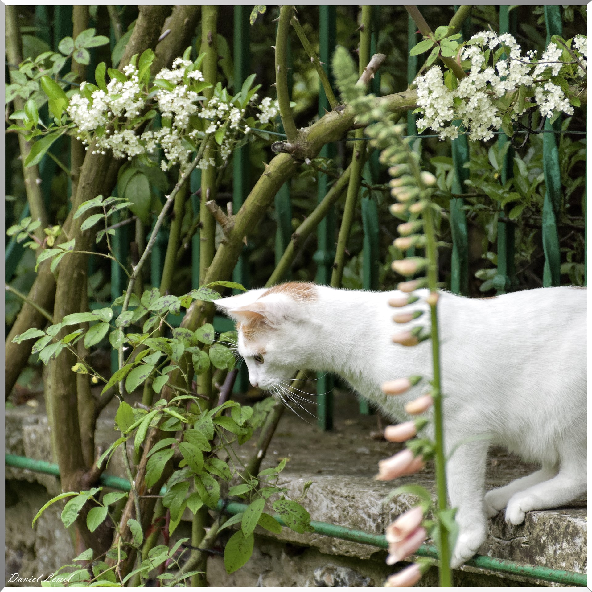 Giverny - la maison de Claude monet - 23 Mai 2018