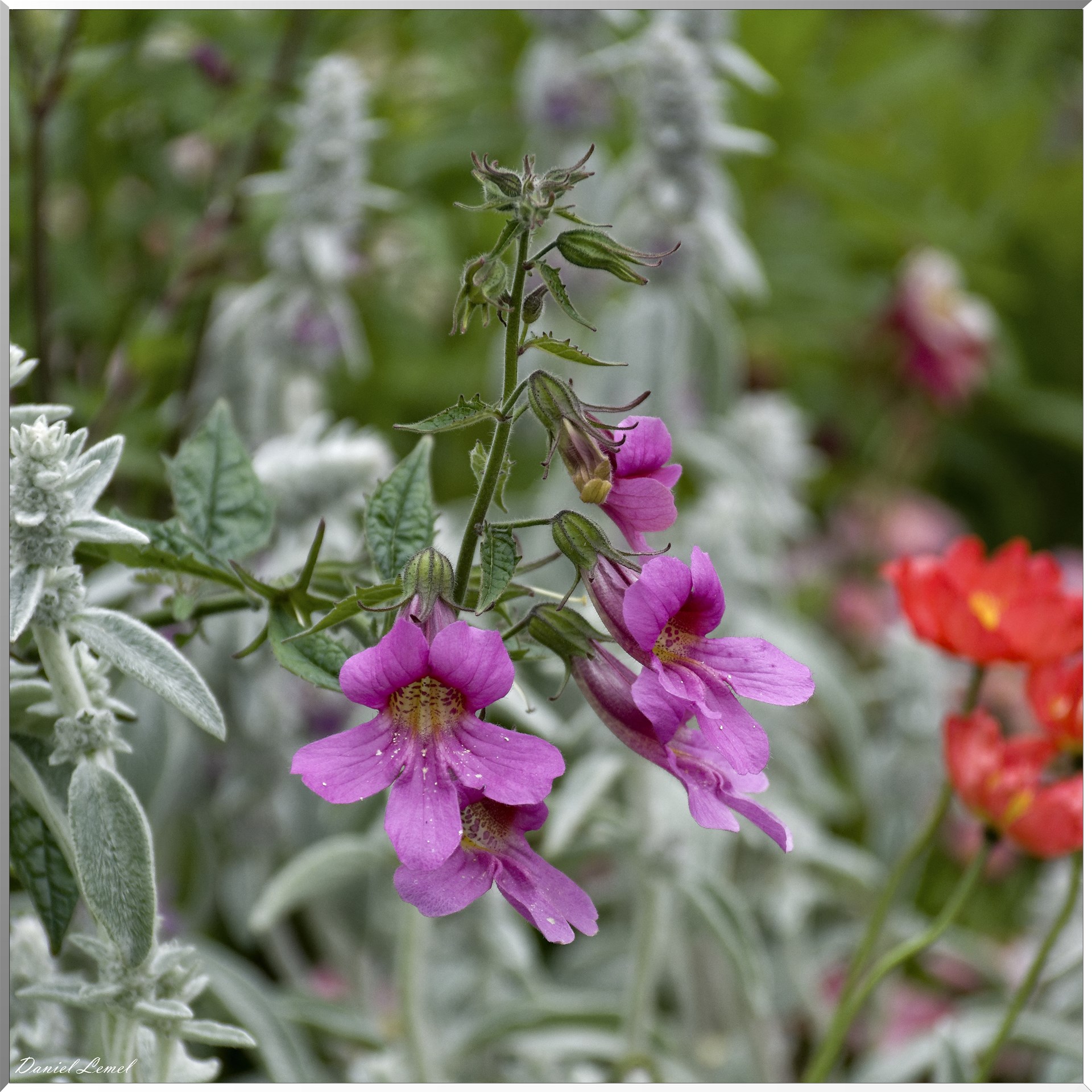Giverny - la maison de Claude monet - 23 Mai 2018