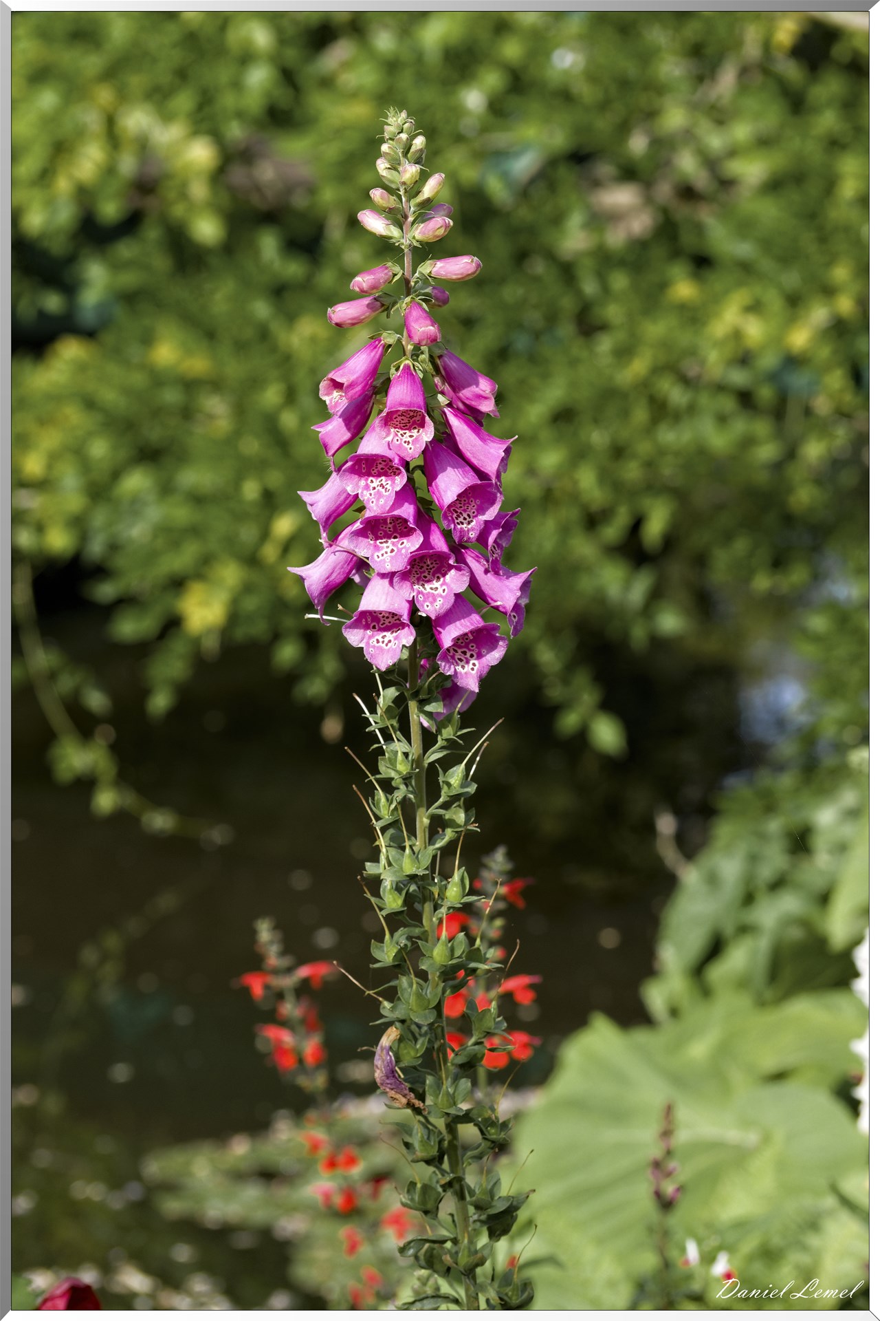 Giverny - la maison de Claude monet - 15 Juin 2021