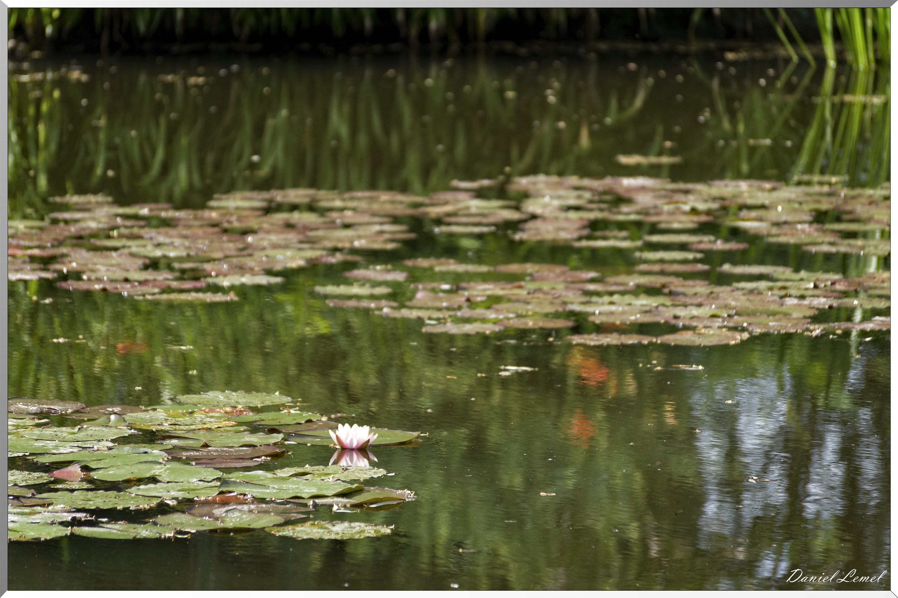 Giverny - la maison de Claude monet - 15 Juin 2021