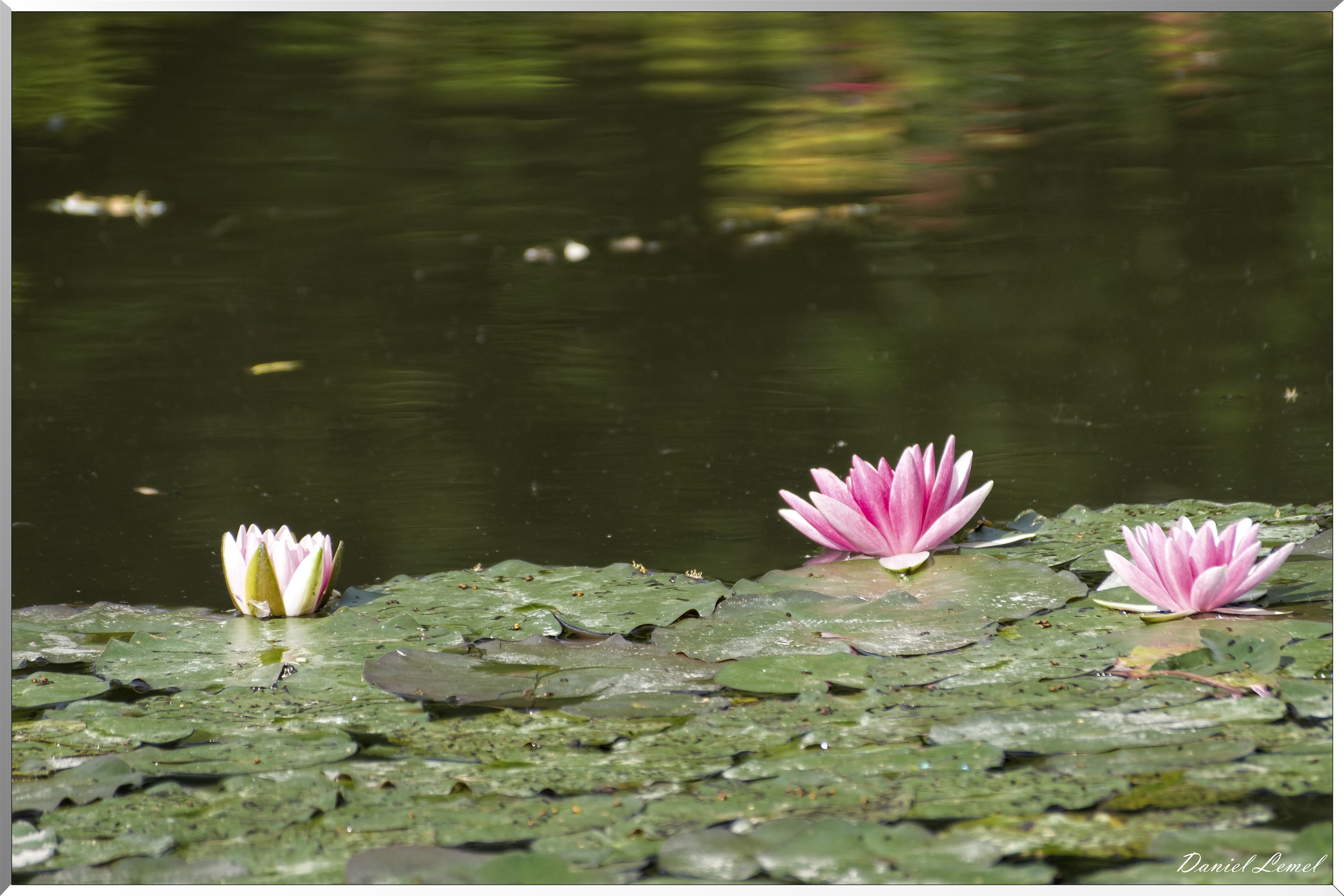 Giverny - la maison de Claude monet - 15 Juin 2021