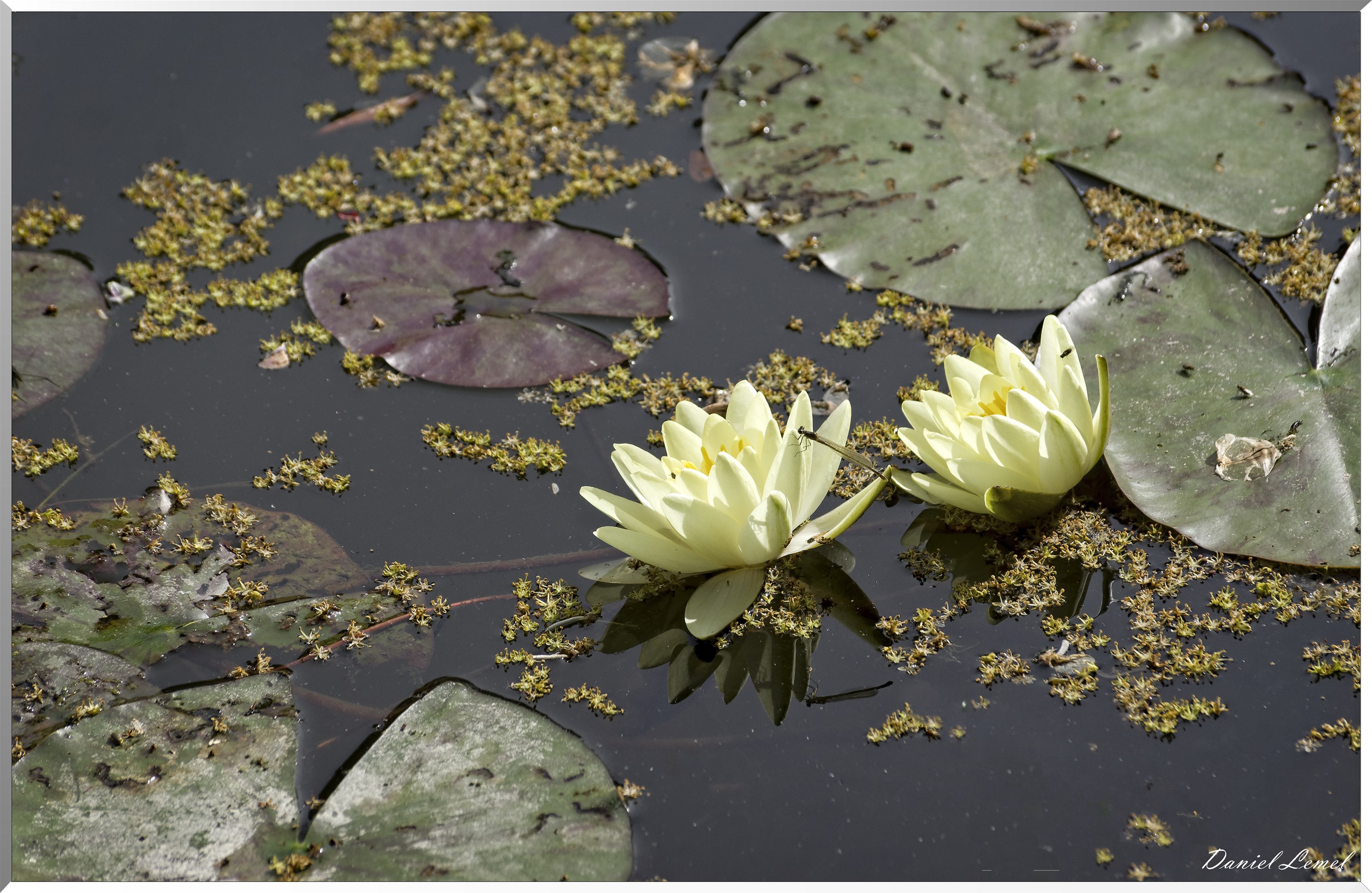 Giverny - la maison de Claude monet - 15 Juin 2021