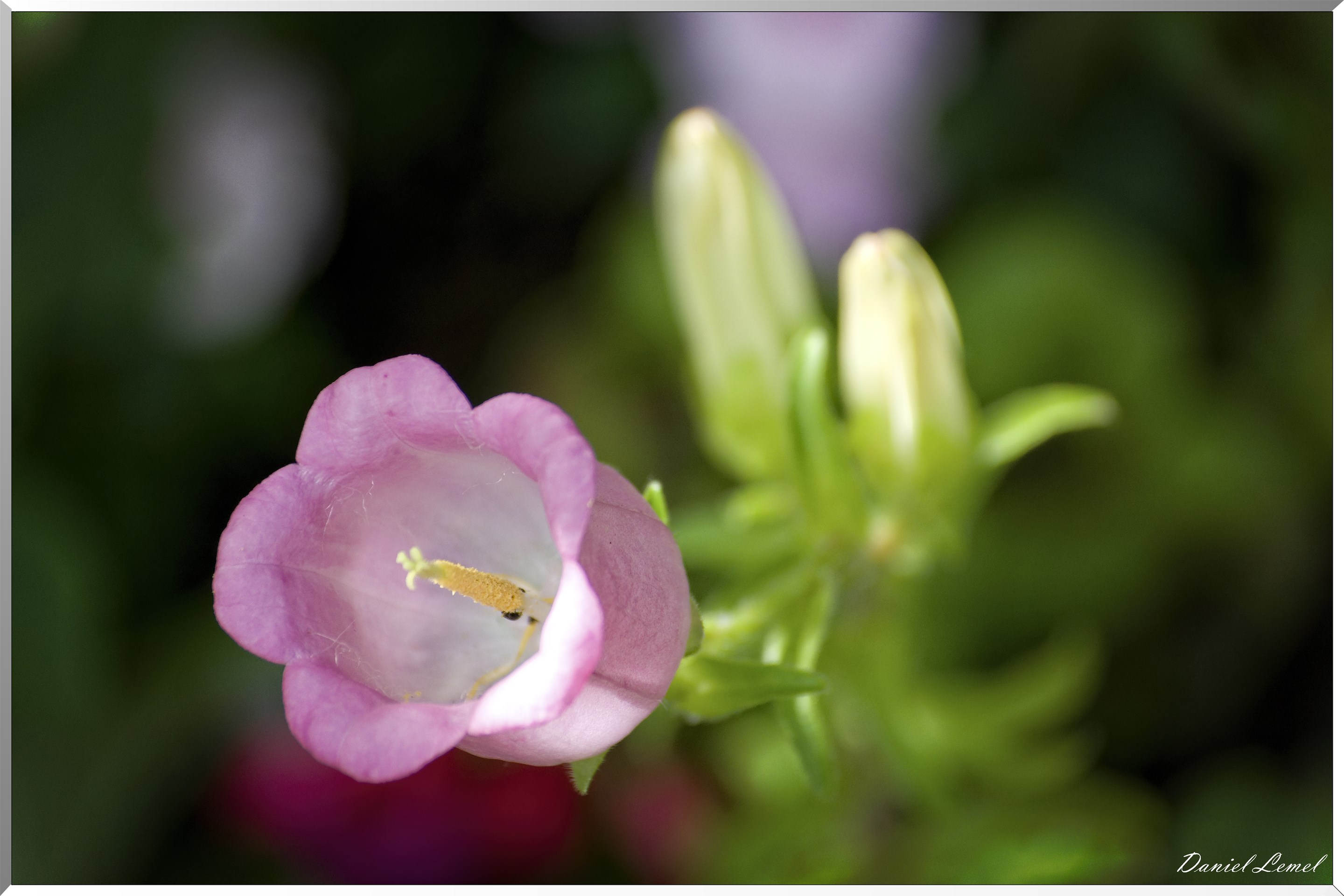 Giverny - la maison de Claude monet - 15 Juin 2021
