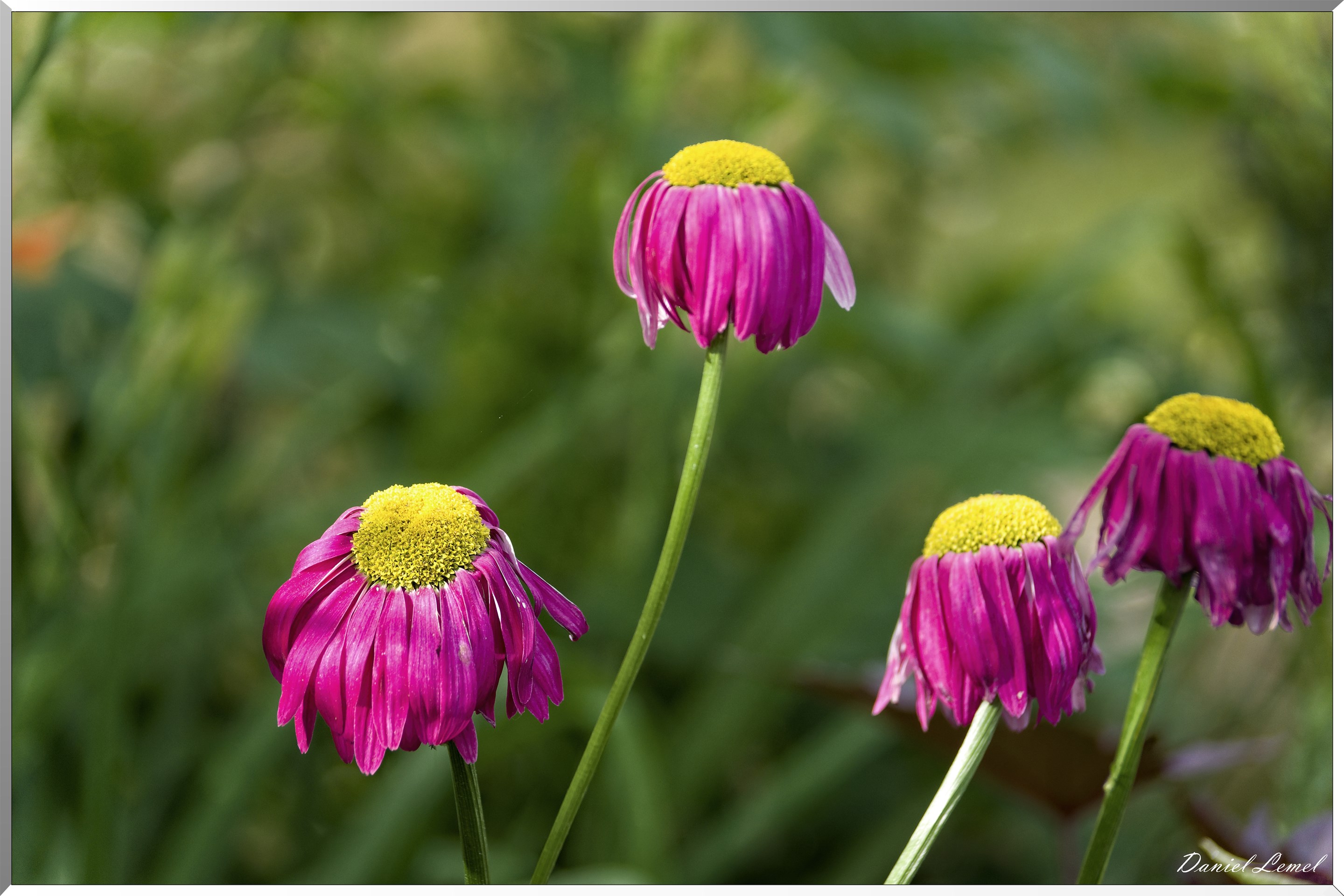 Giverny - la maison de Claude monet - 15 Juin 2021