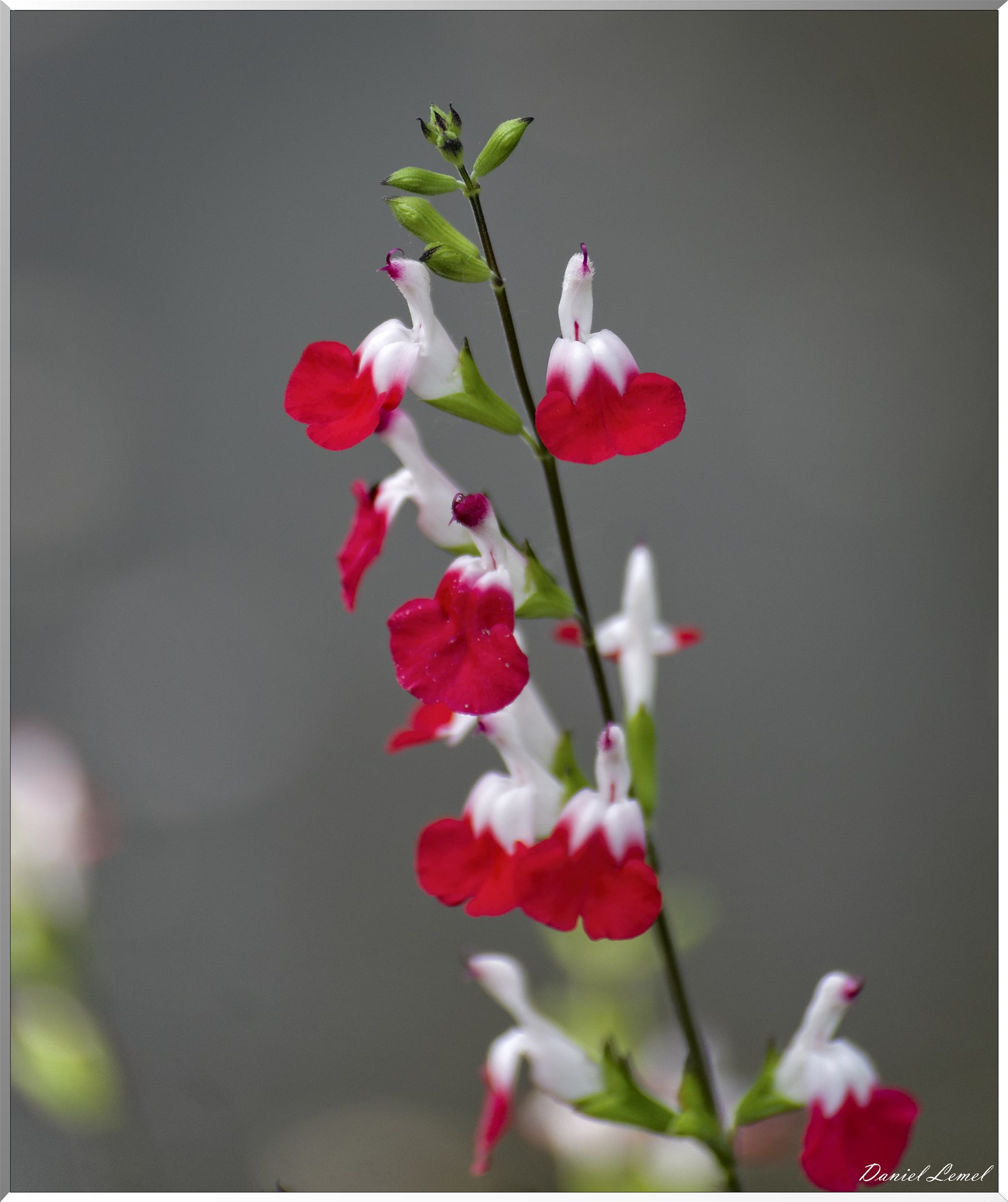 Giverny - la maison de Claude monet - 15 Juin 2021