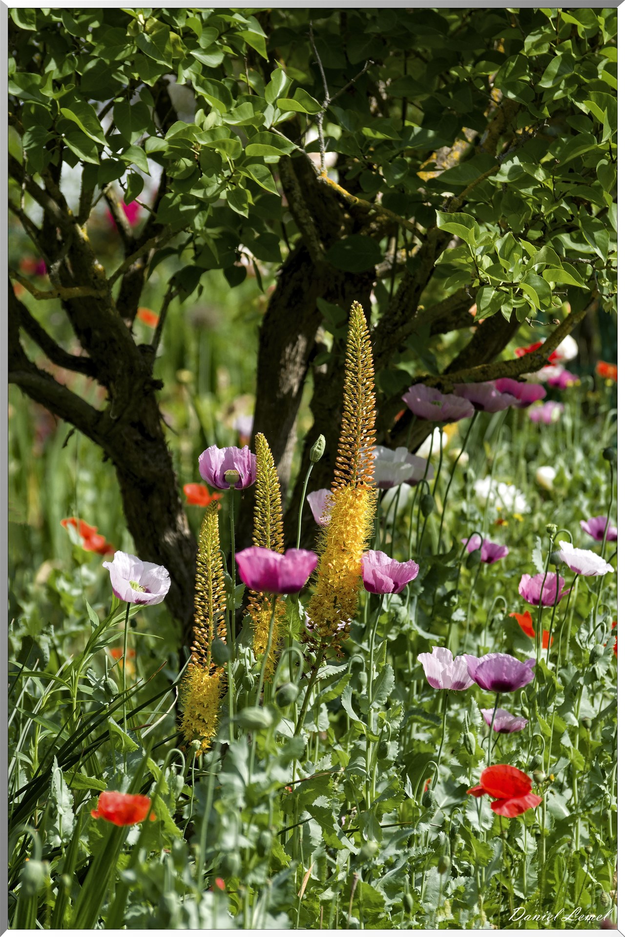 Giverny - la maison de Claude monet - 15 Juin 2021