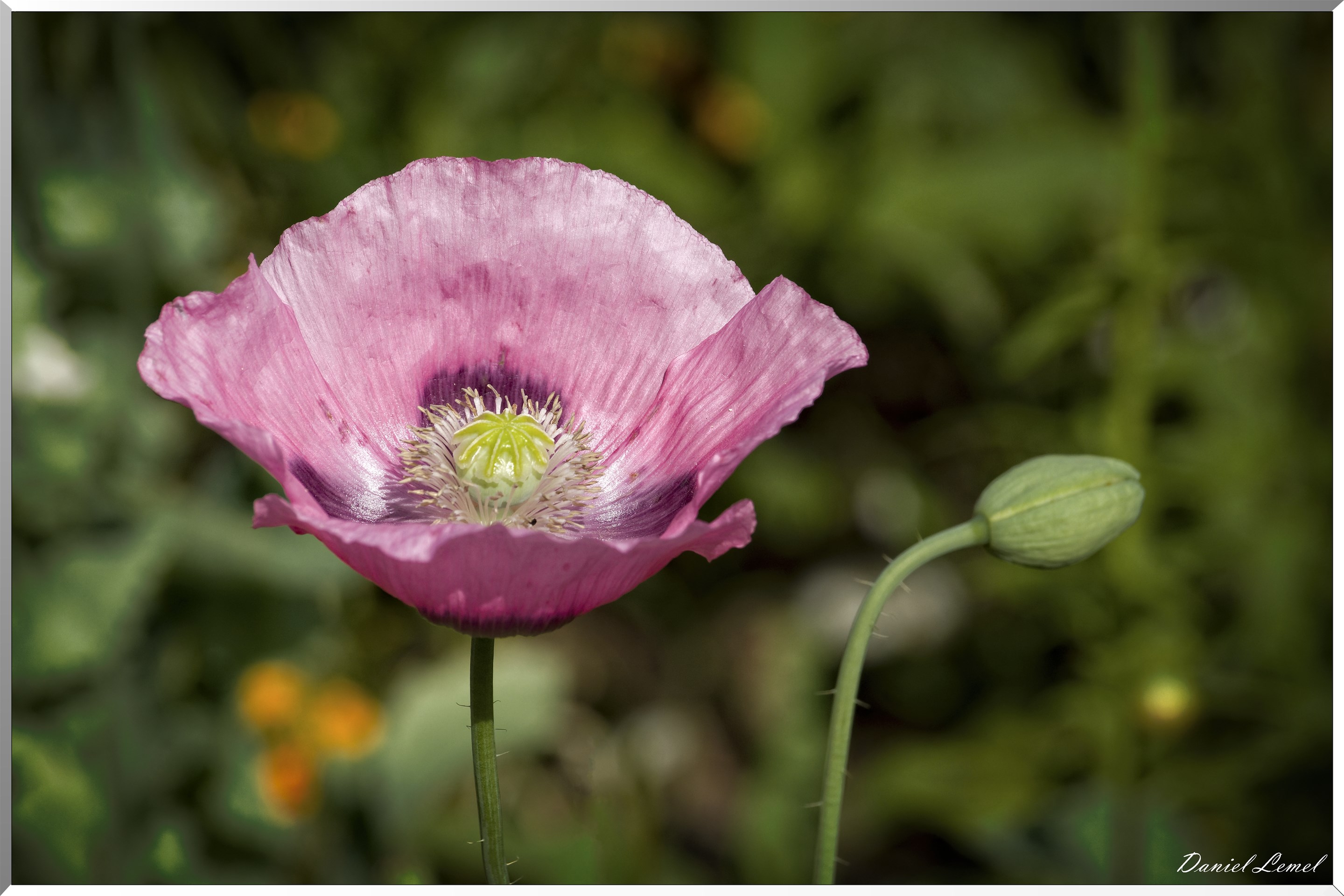 Giverny - la maison de Claude monet - 15 Juin 2021