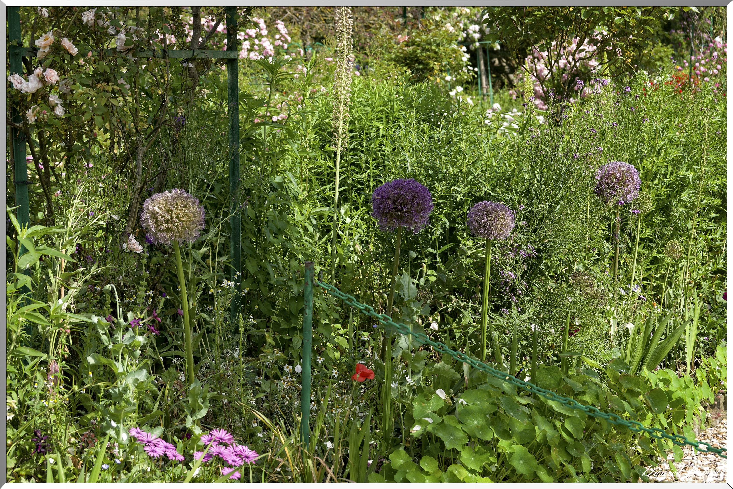 Giverny - la maison de Claude monet - 15 Juin 2021