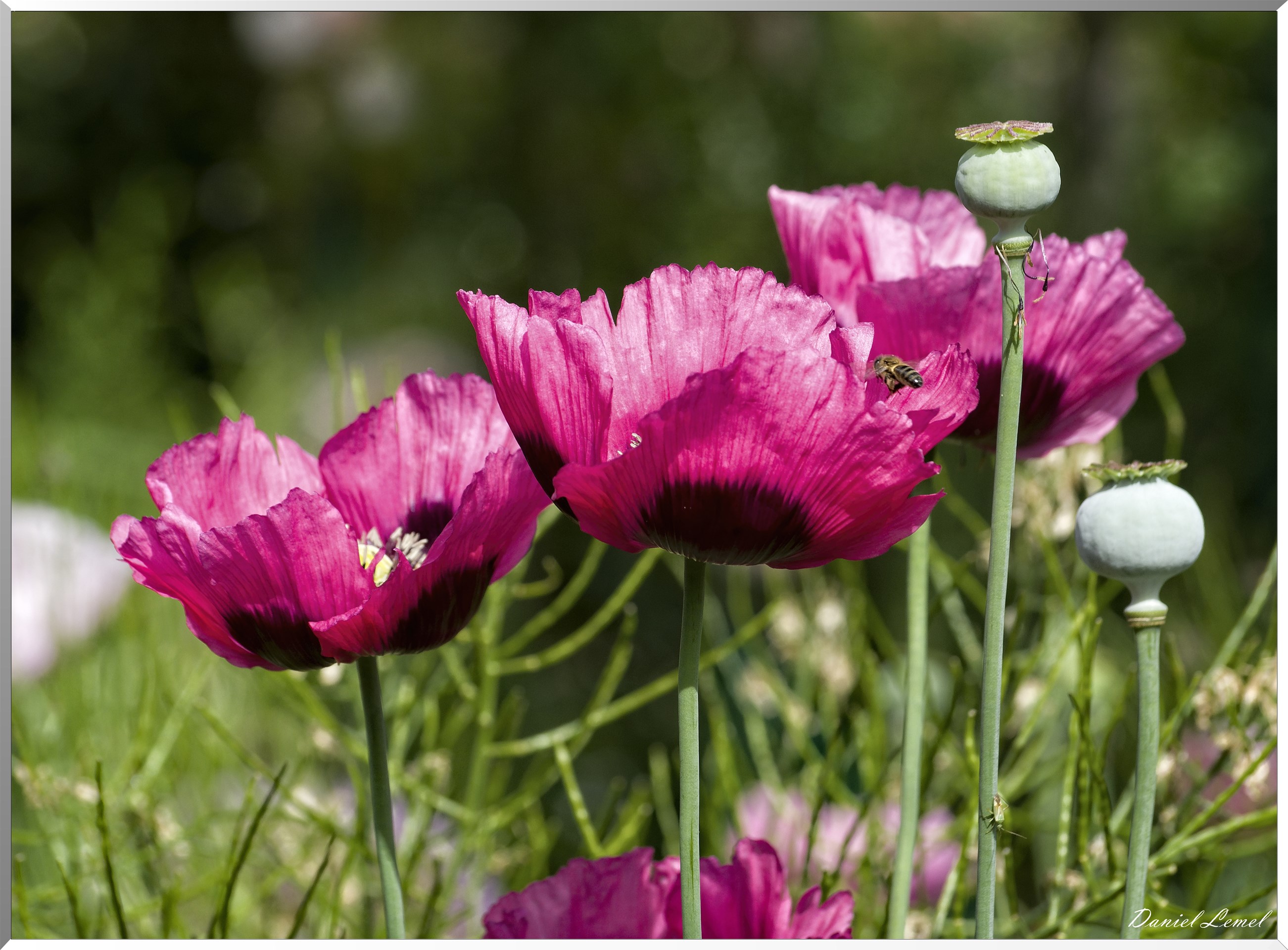 Giverny - la maison de Claude monet - 15 Juin 2021