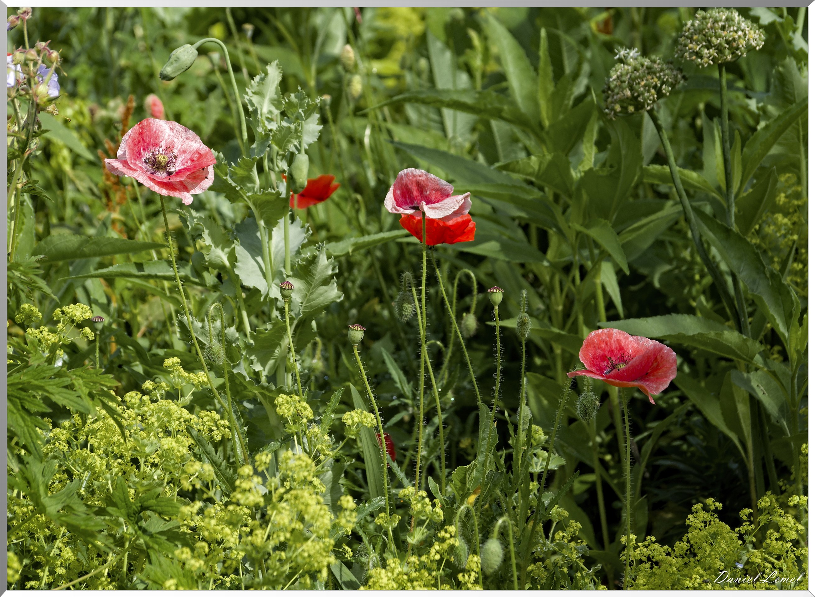 Giverny - la maison de Claude monet - 15 Juin 2021